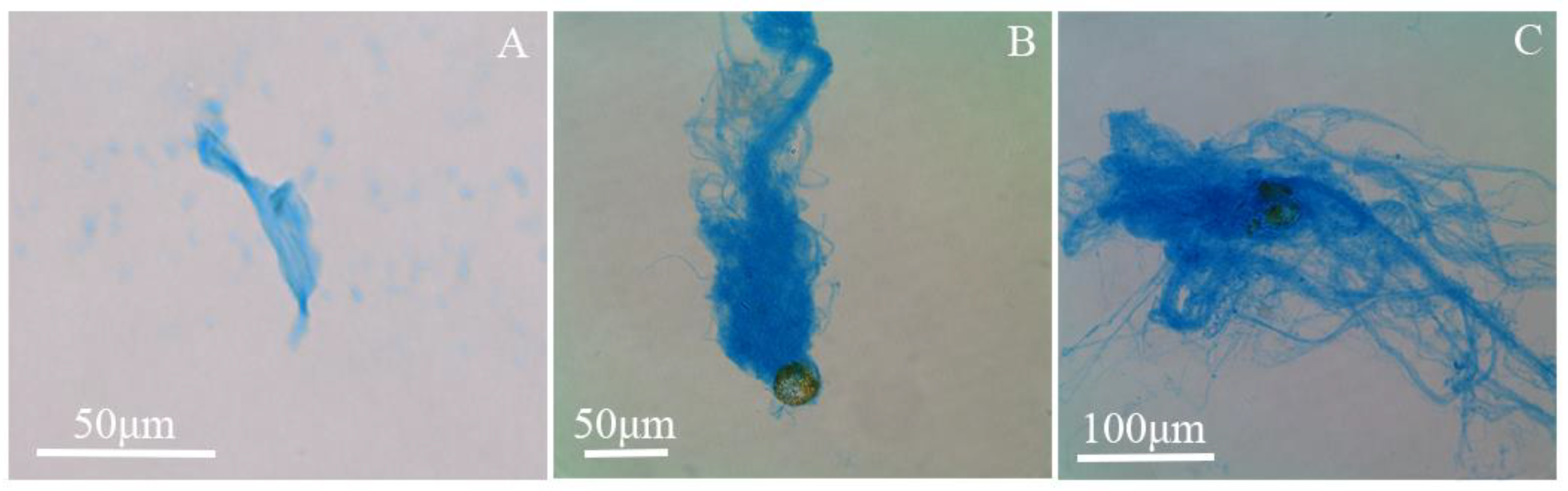 Biology 11 01056 g007 550