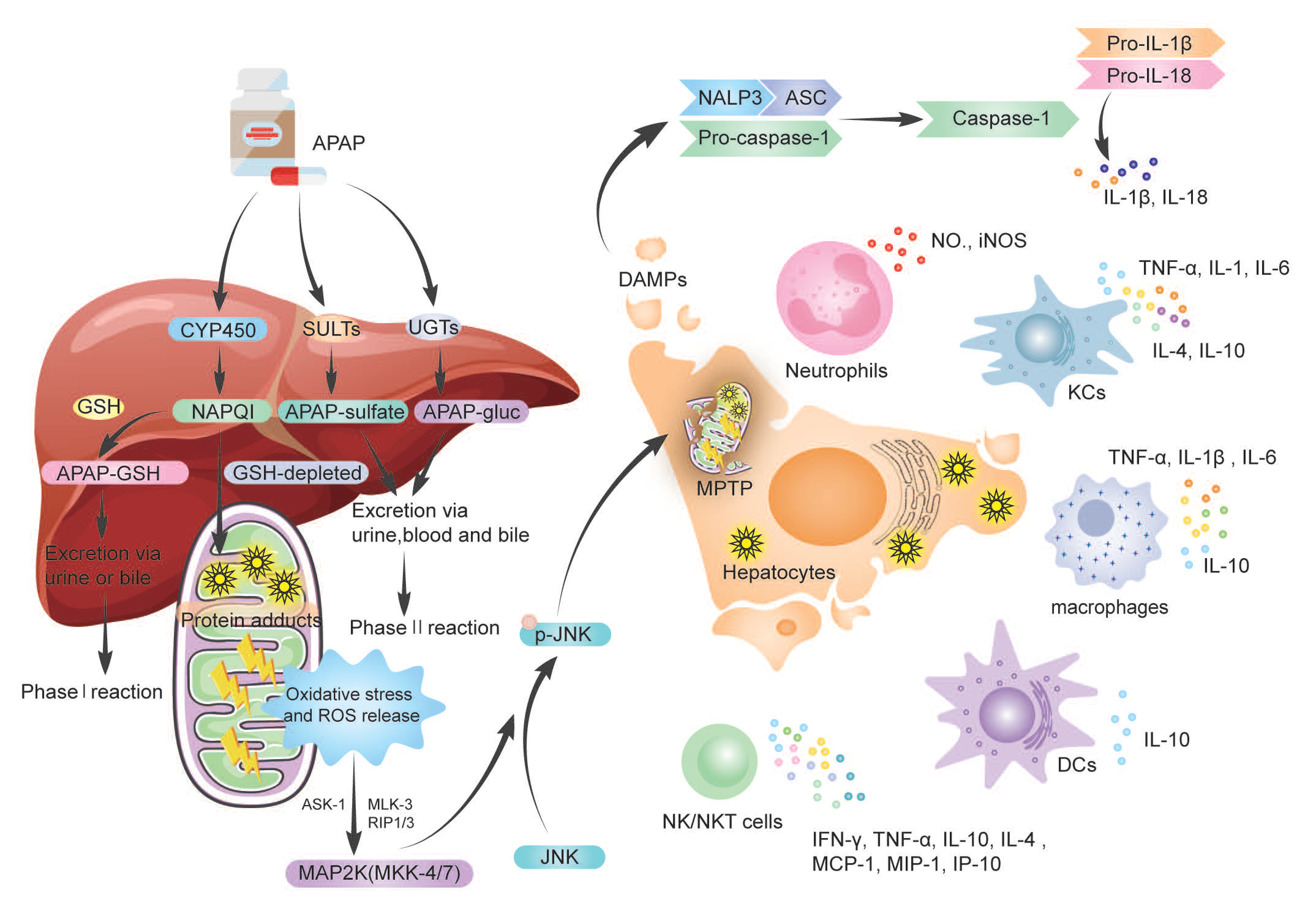 Biology | Free Full-Text | The Dual Role of Innate Immune Response 
