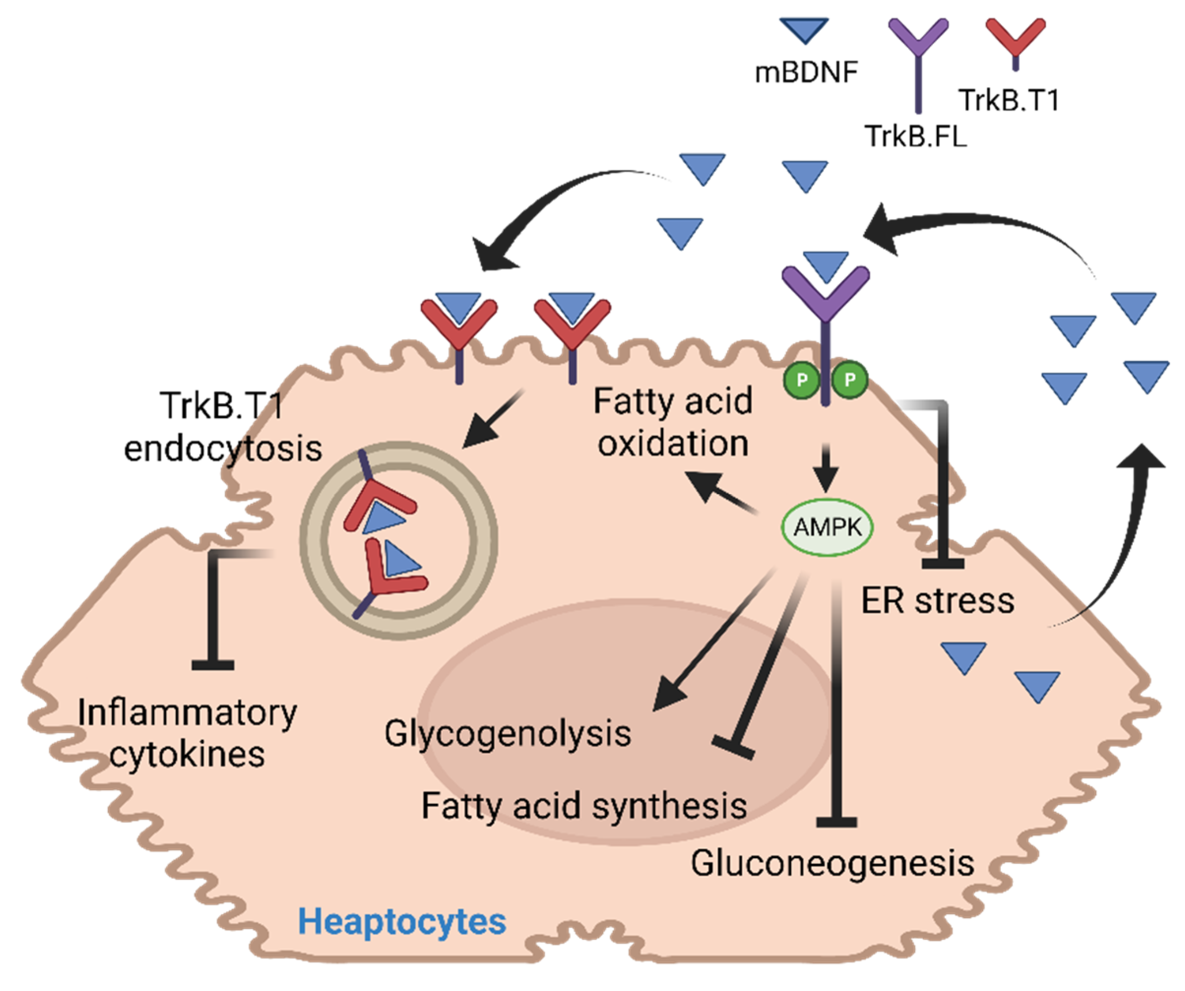 Biology 11 01063 g002 Biology 11 01063 g002