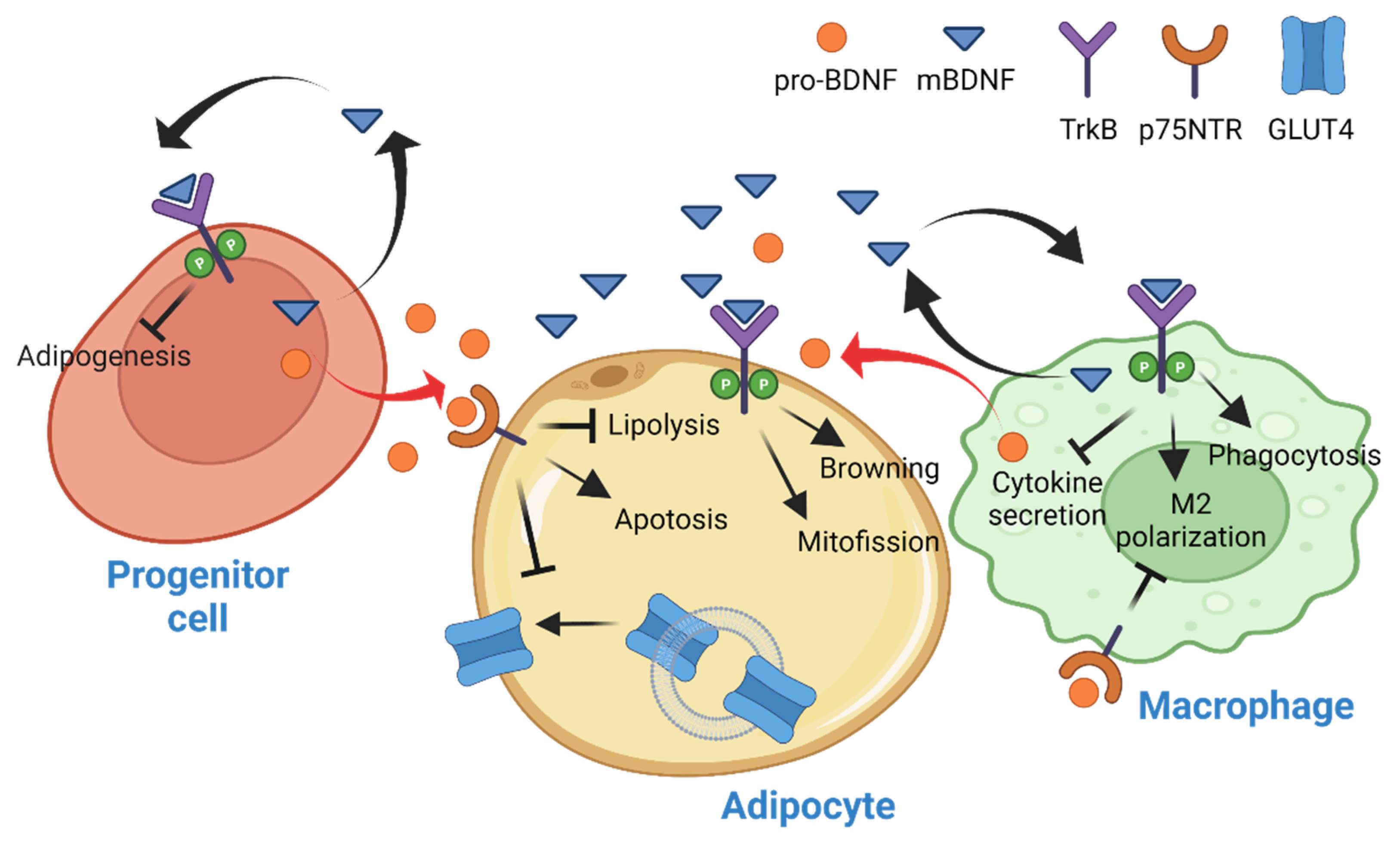 Neuro LIFE Institute - Did you know that Brain Derived Neurotrophic Factors  (BDNP) are proteins that help with the development (differentiation) and  protection of brain cells in many cases? Linker R, Gold