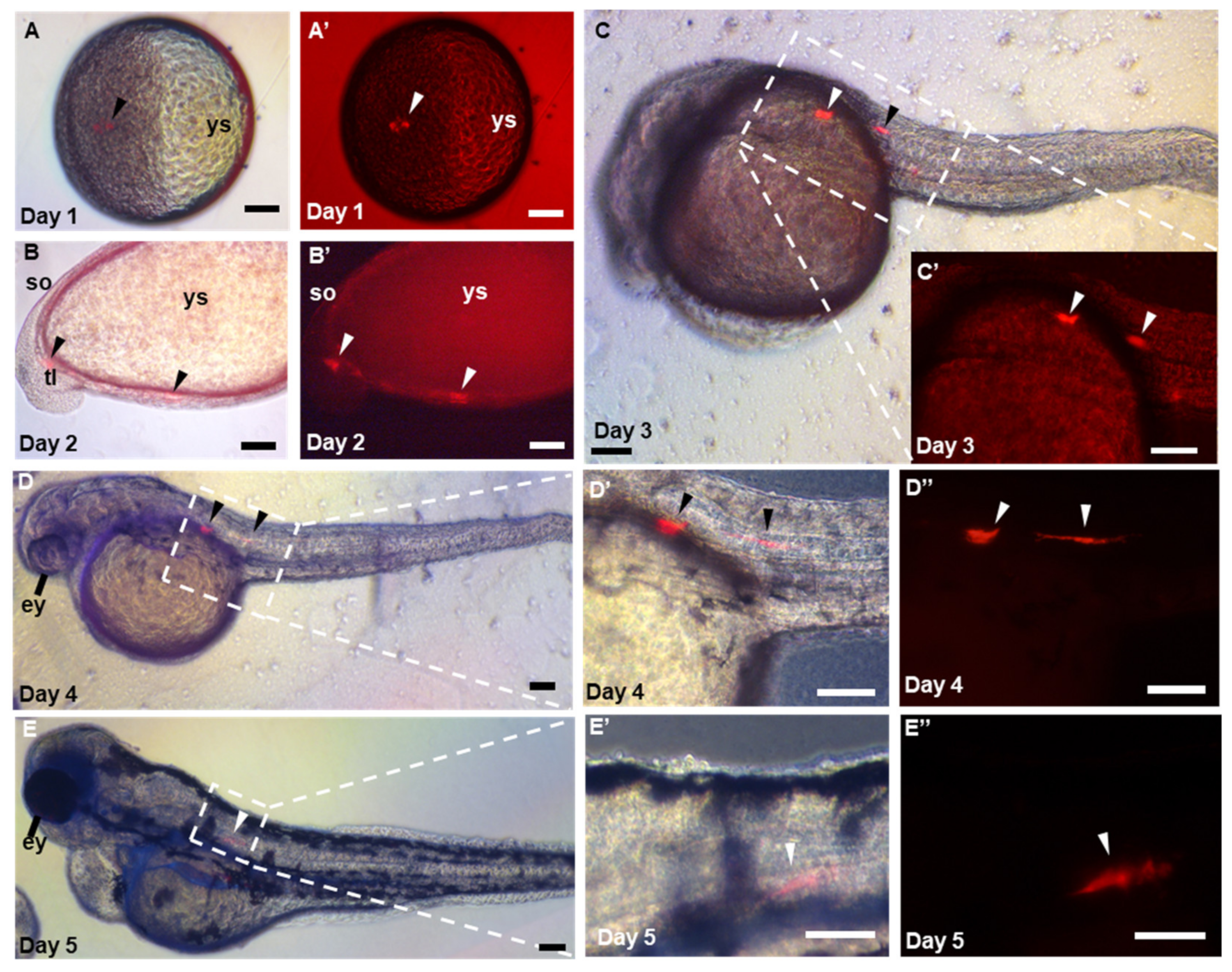 Biology 11 01069 g005