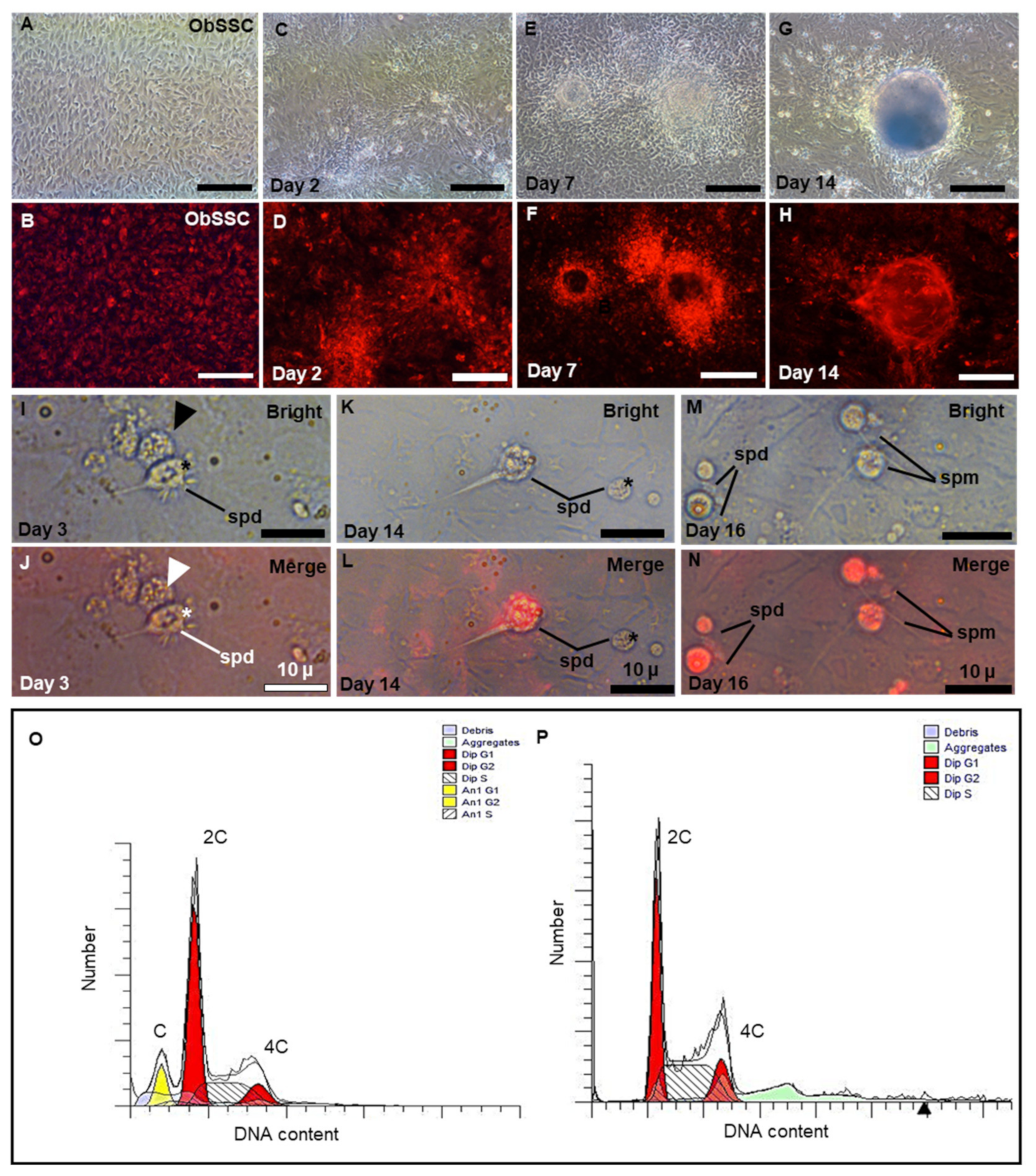 Biology 11 01069 g006