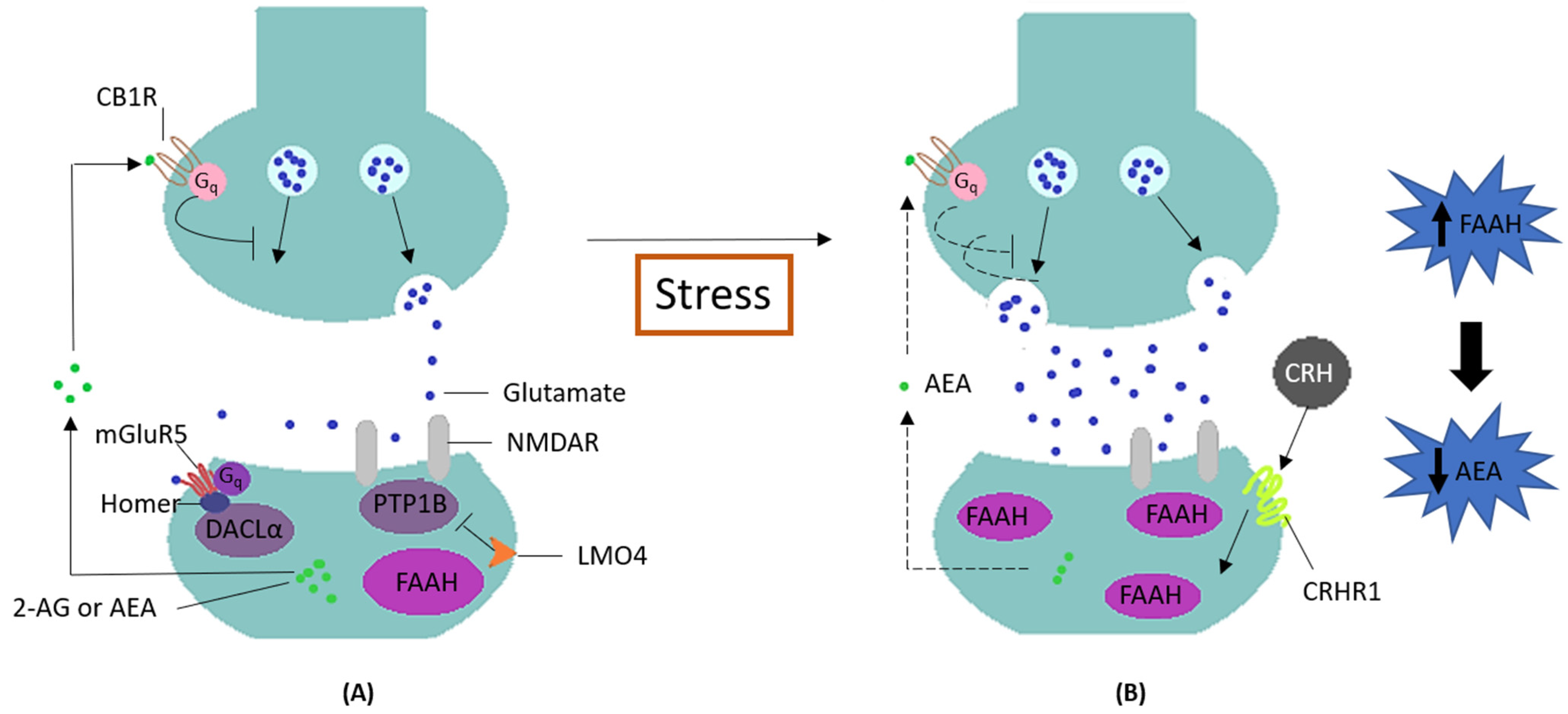 Biology 11 01076 g001