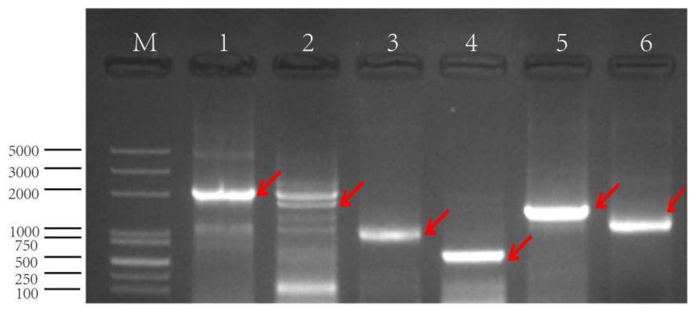 Biology 11 01092 g004 Biology 11 01092 g004