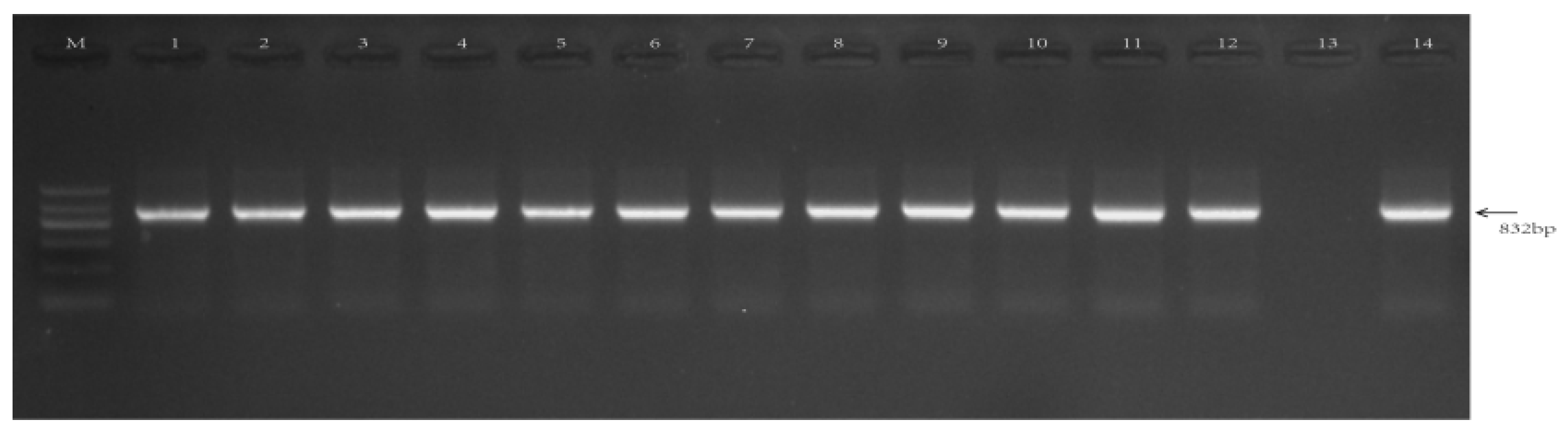 Biology 11 01092 g006 Biology 11 01092 g006
