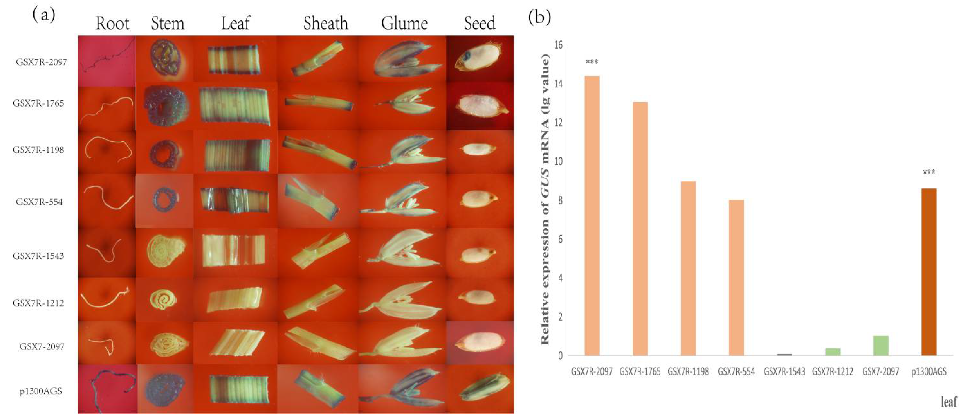 Biology 11 01092 g007 Biology 11 01092 g007