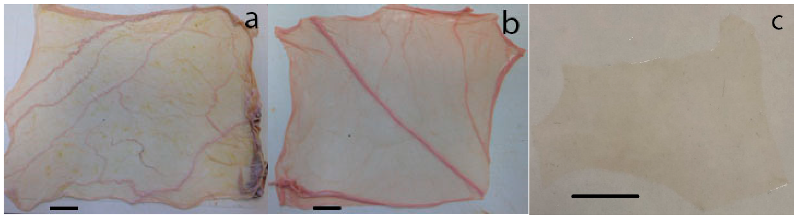 Biology 11 01096 g001 Biology 11 01096 g001