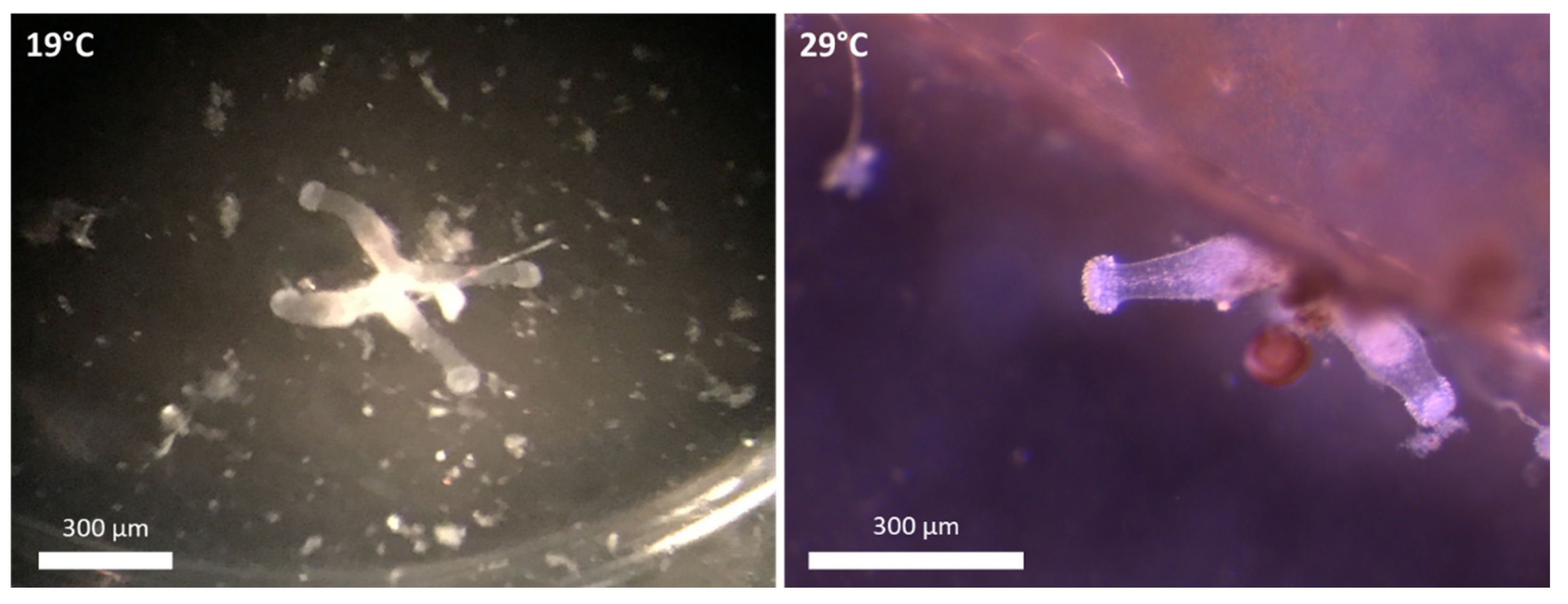 Biology 11 01100 g002 Biology 11 01100 g002