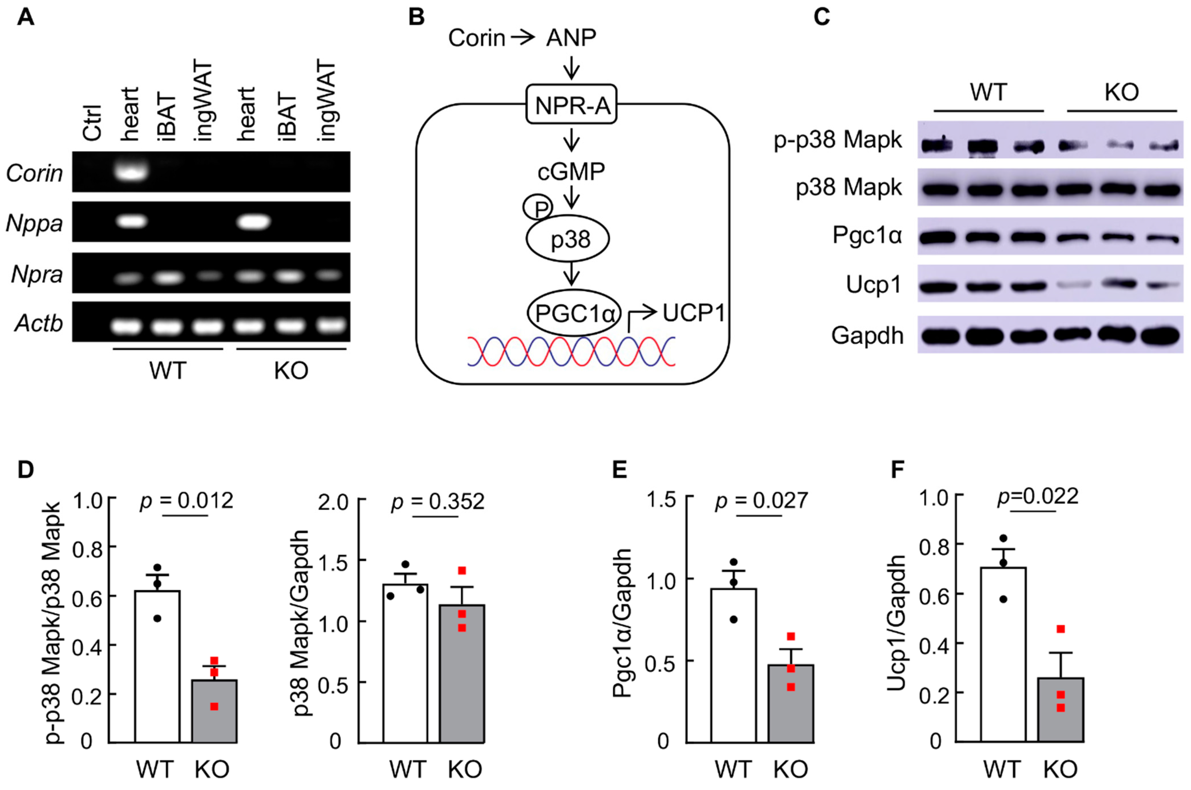Biology 11 01101 g006 550