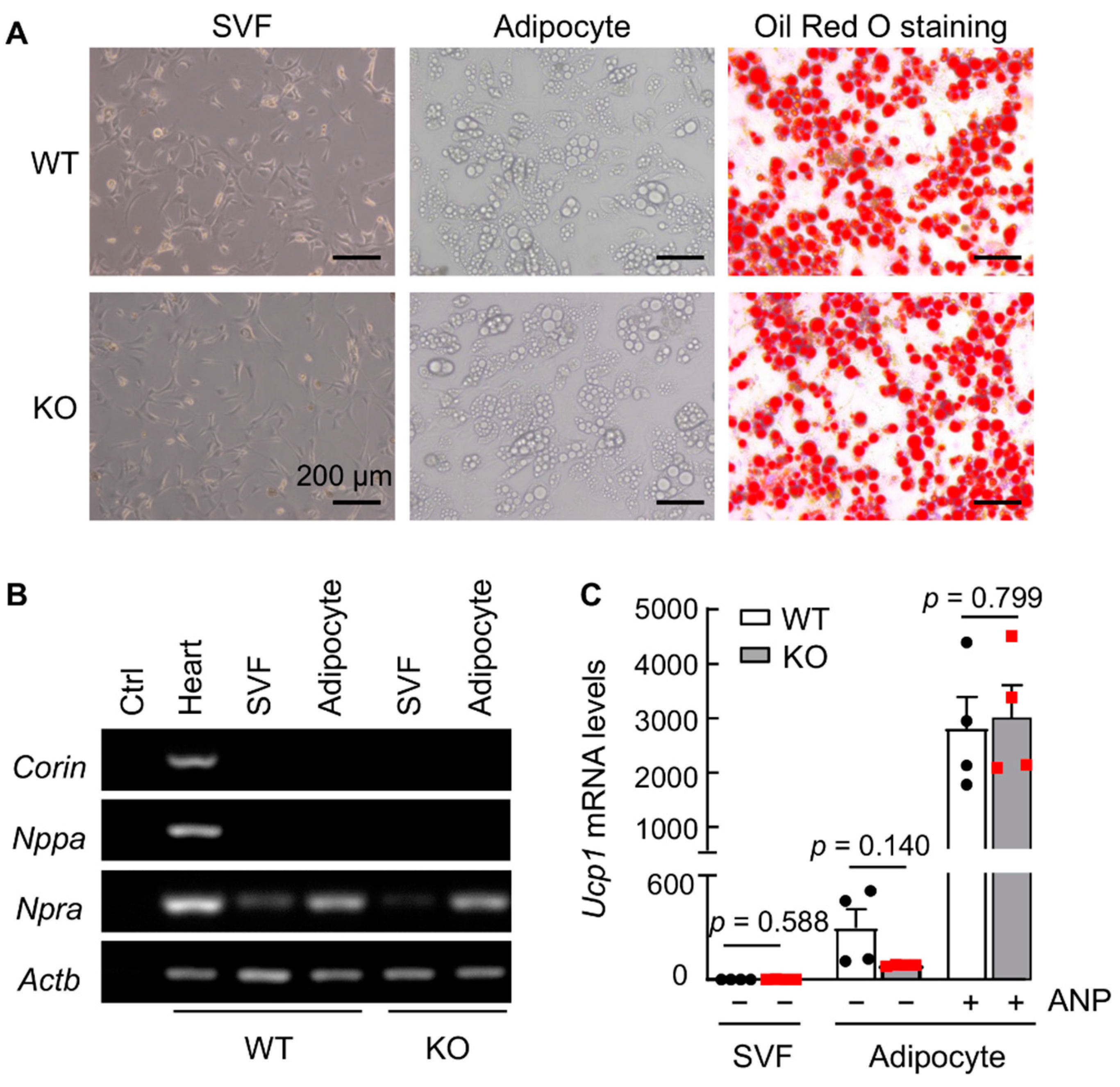 Biology 11 01101 g007 550