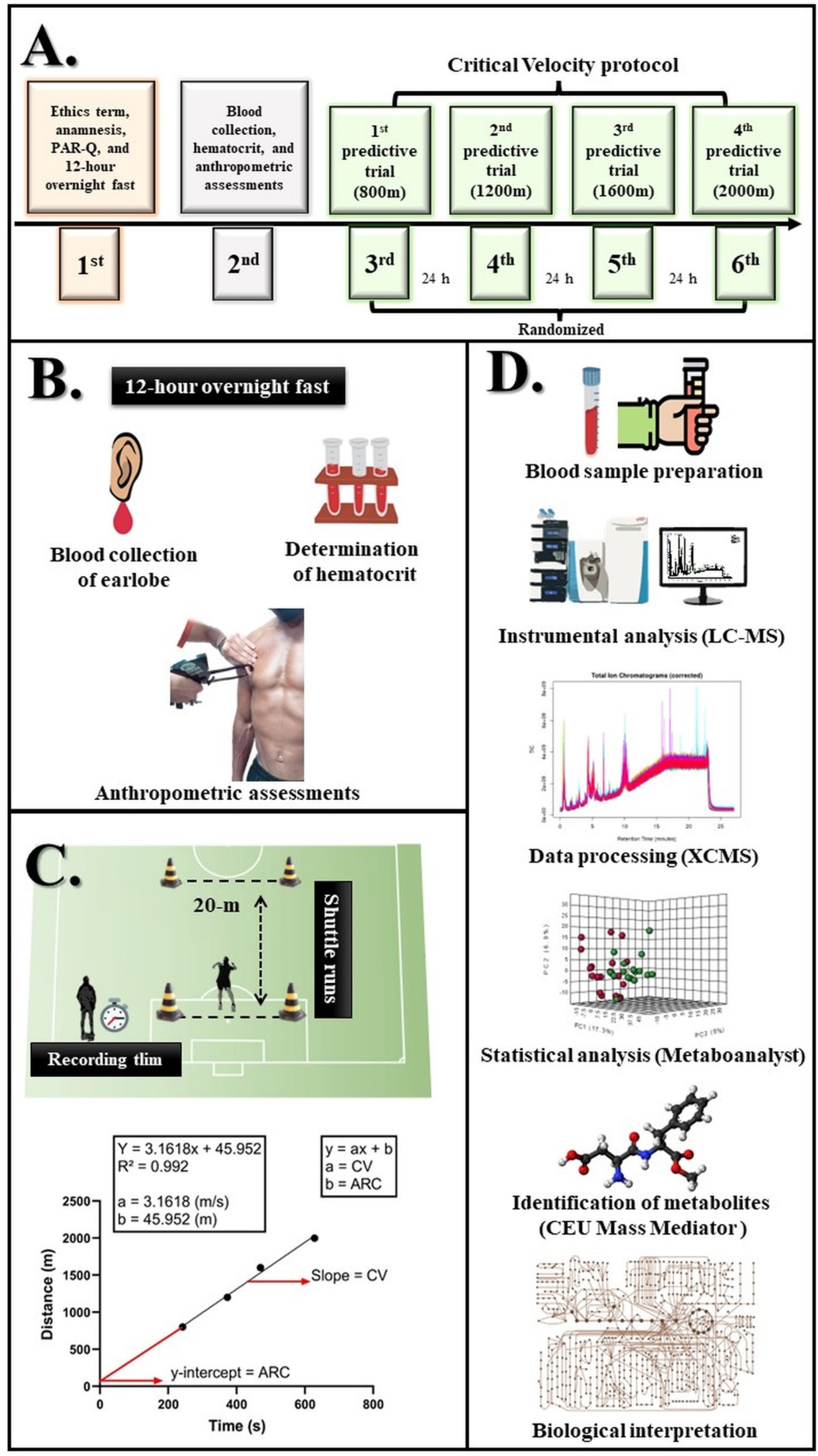 Biology Free Full-Text A Metabolomic Approach and Traditional Physical Assessments to Compare U22 Soccer Players According to Their Competitive Level image