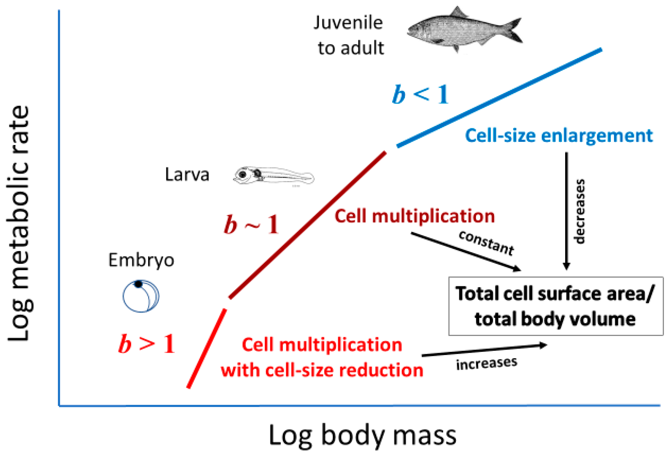 Biology 11 01106 g005 Biology 11 01106 g005