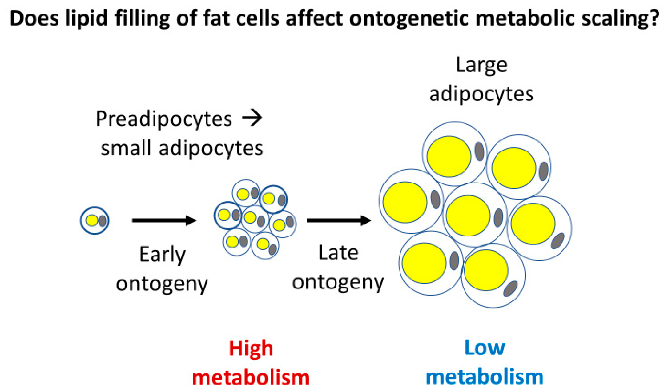 Biology 11 01106 g006 Biology 11 01106 g006