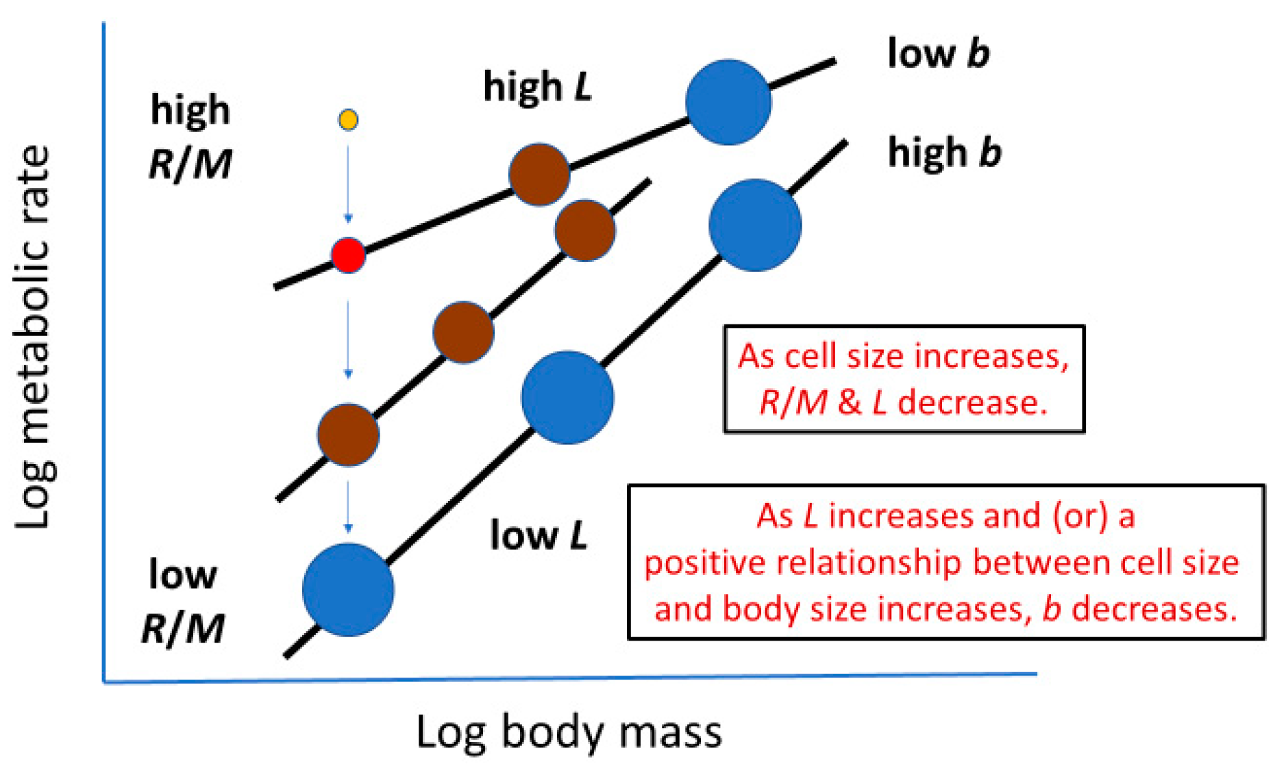 Biology 11 01106 g007 Biology 11 01106 g007