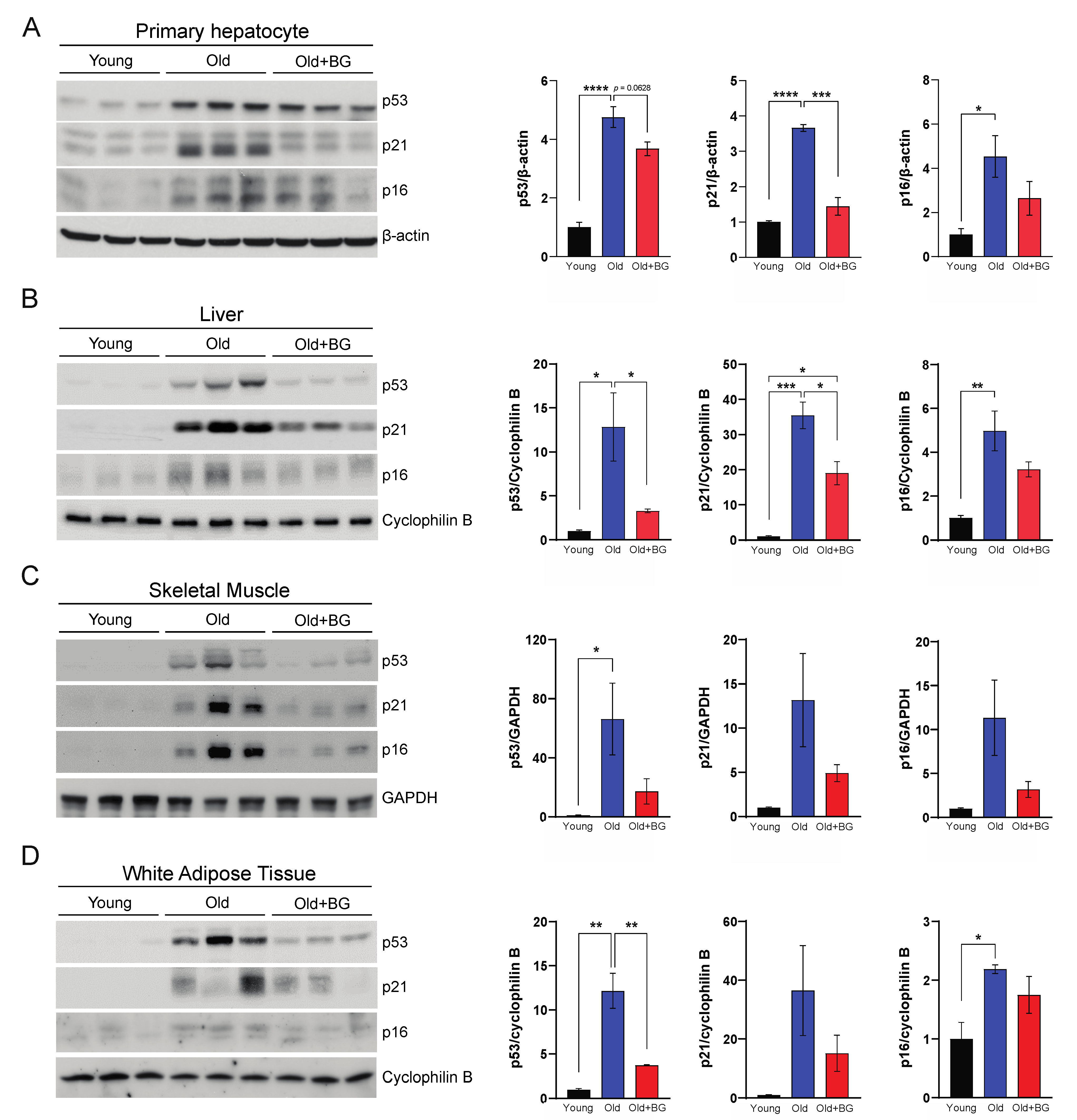 Biology 11 01108 g004