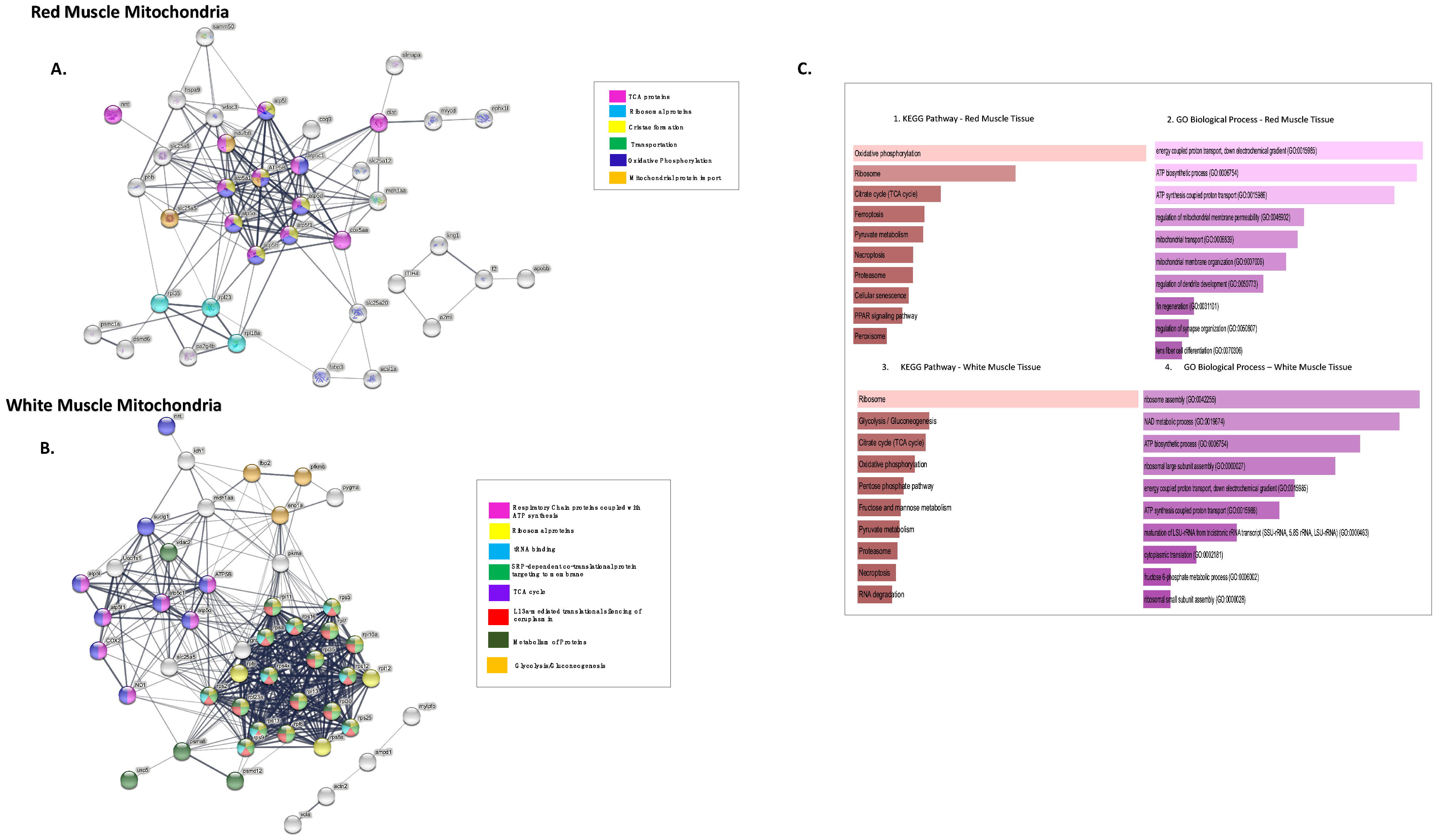 Biology 11 01118 g003 Biology 11 01118 g003