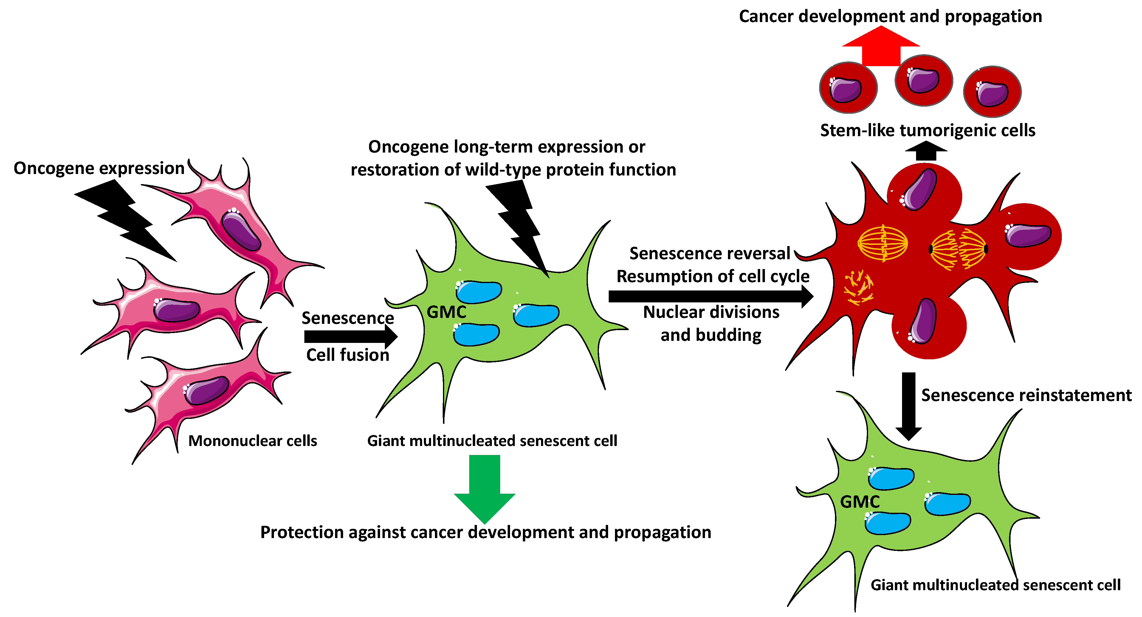 Biology 11 01121 g002