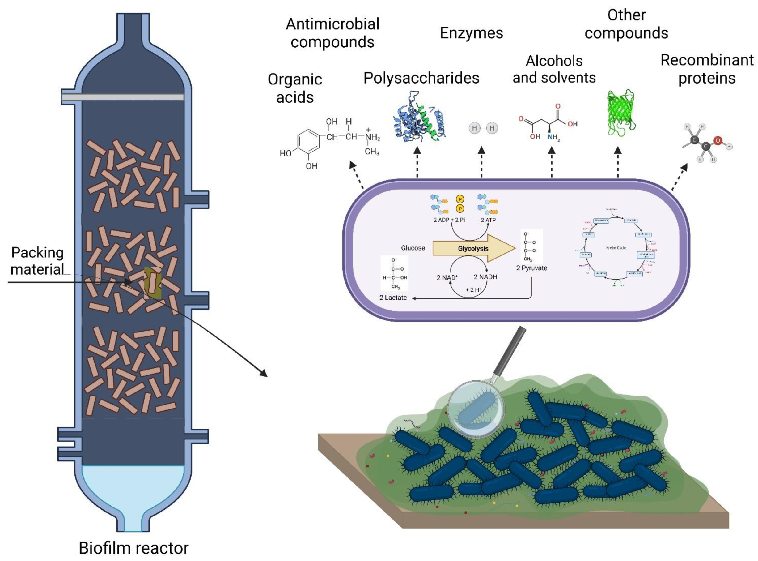 Biology 11 01126 g001 Biology 11 01126 g001