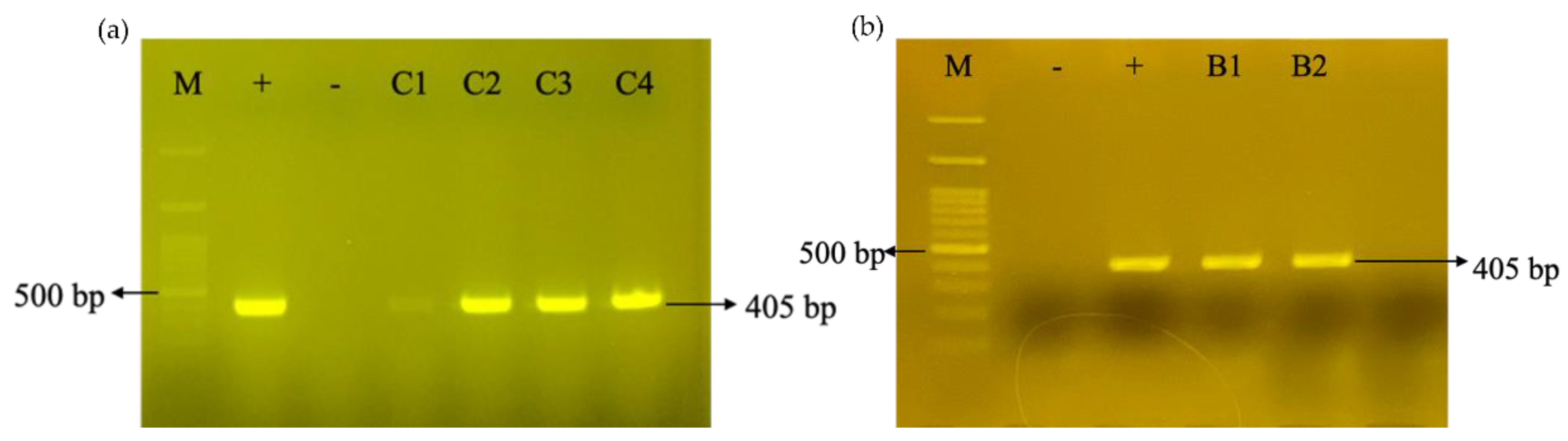 Biology 11 01127 g003 Biology 11 01127 g003