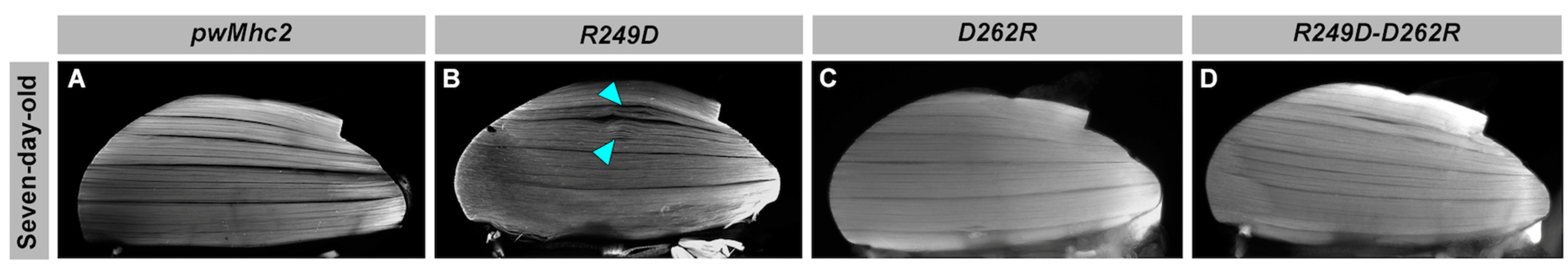 Biology 11 01137 g002 Biology 11 01137 g002