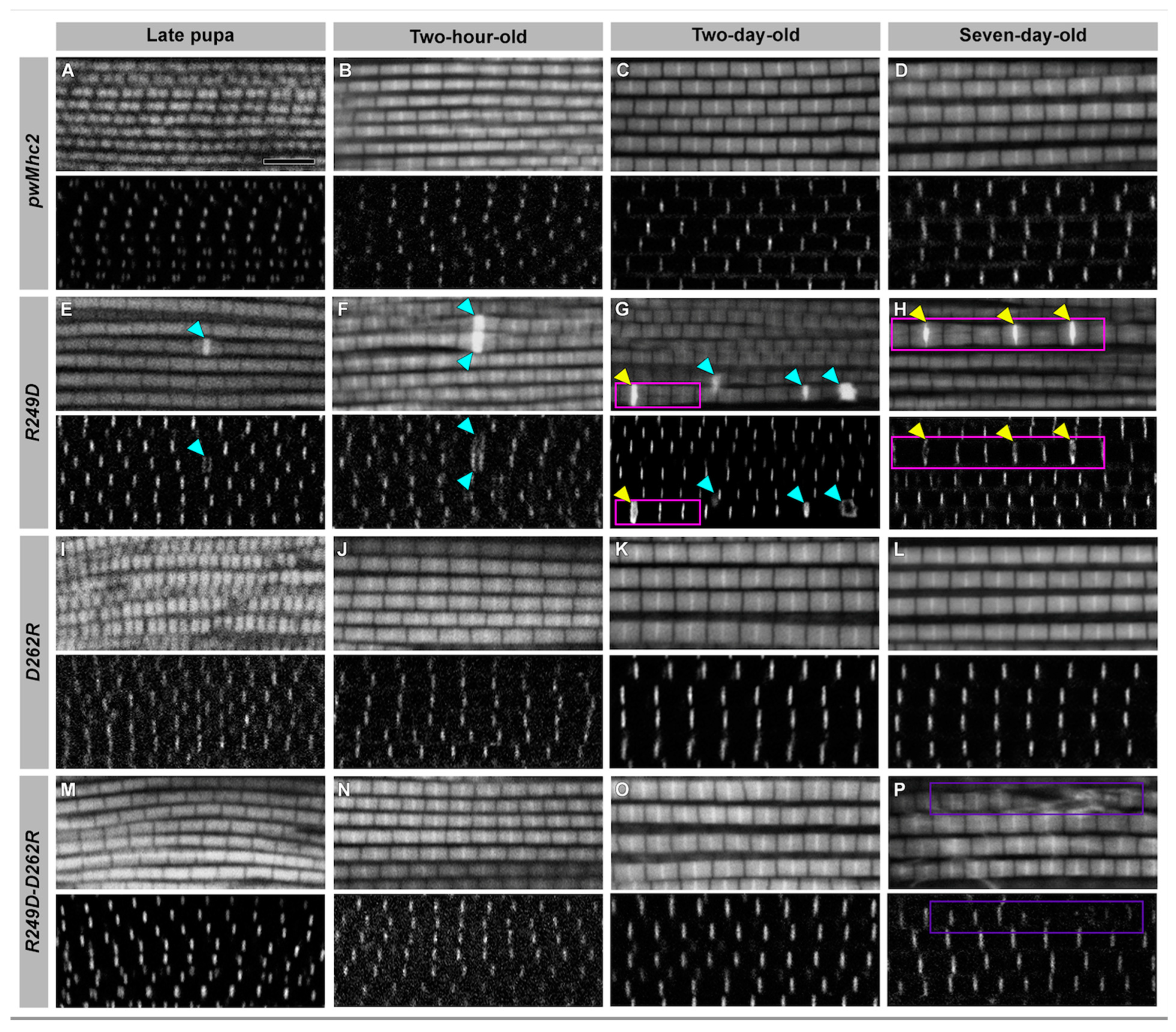 Biology 11 01137 g003 Biology 11 01137 g003