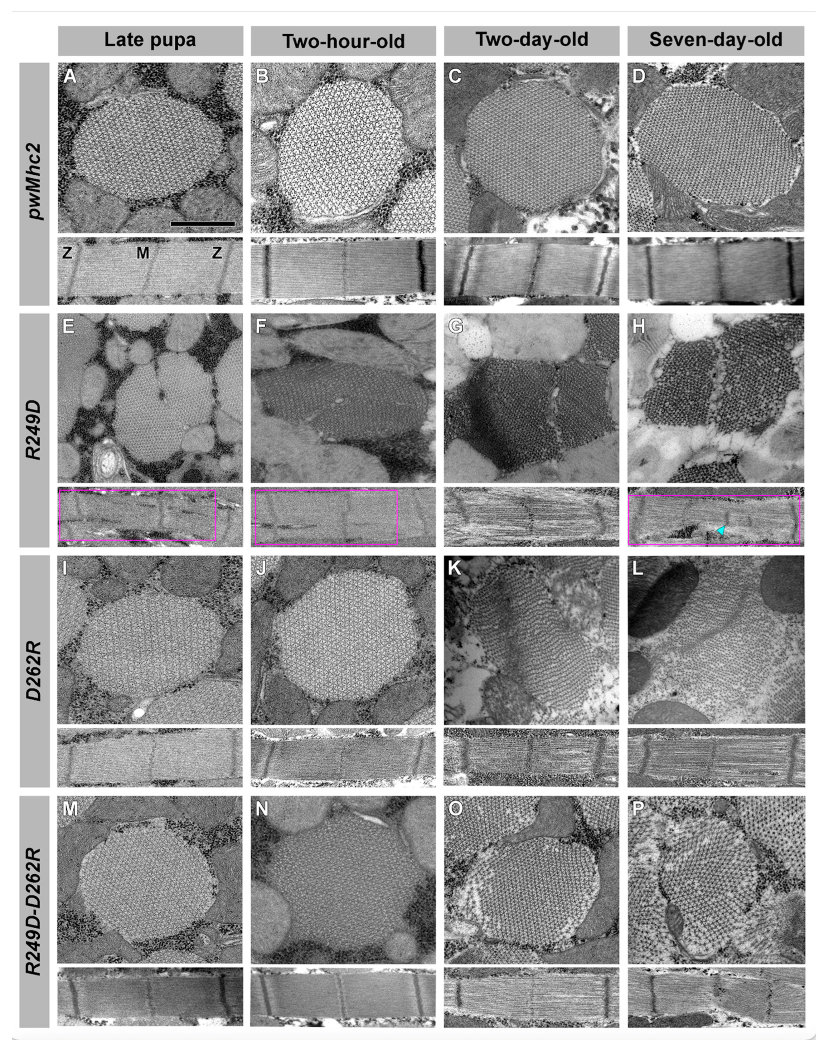 Biology 11 01137 g004 Biology 11 01137 g004
