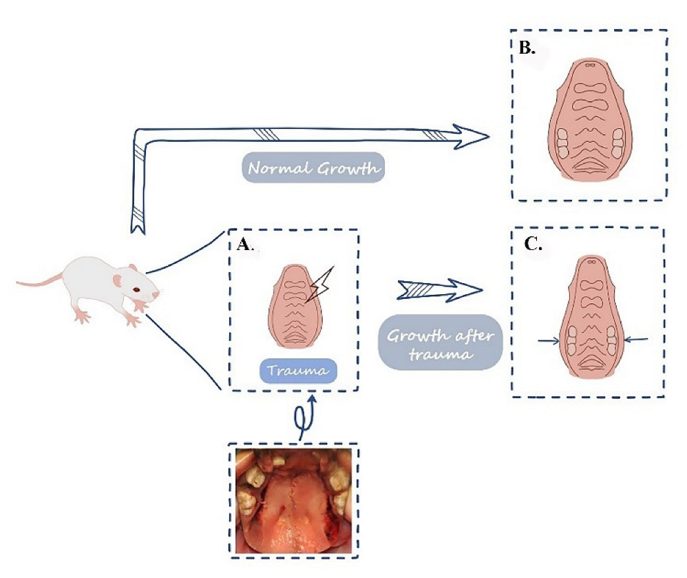 Biology 11 01142 g007