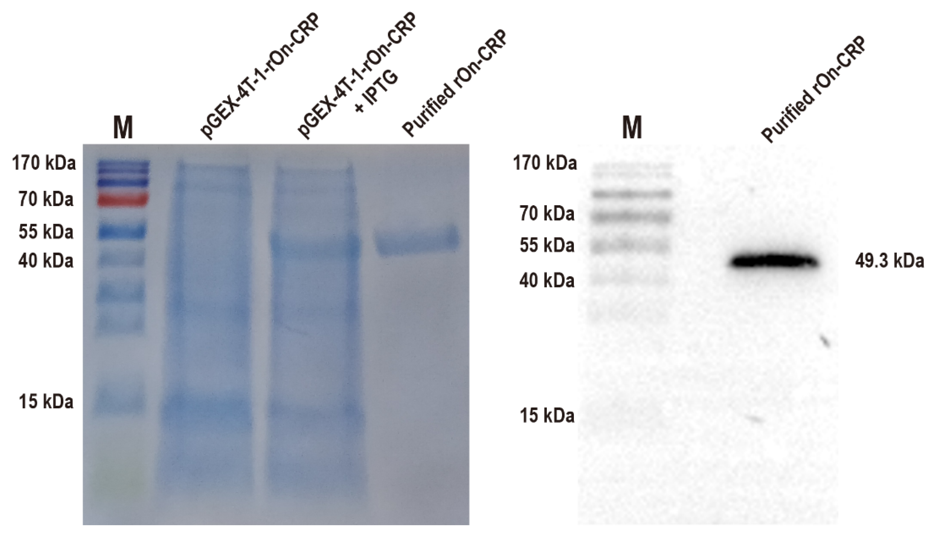 CRP Involved in Nile Tilapia (Oreochromis niloticus) against