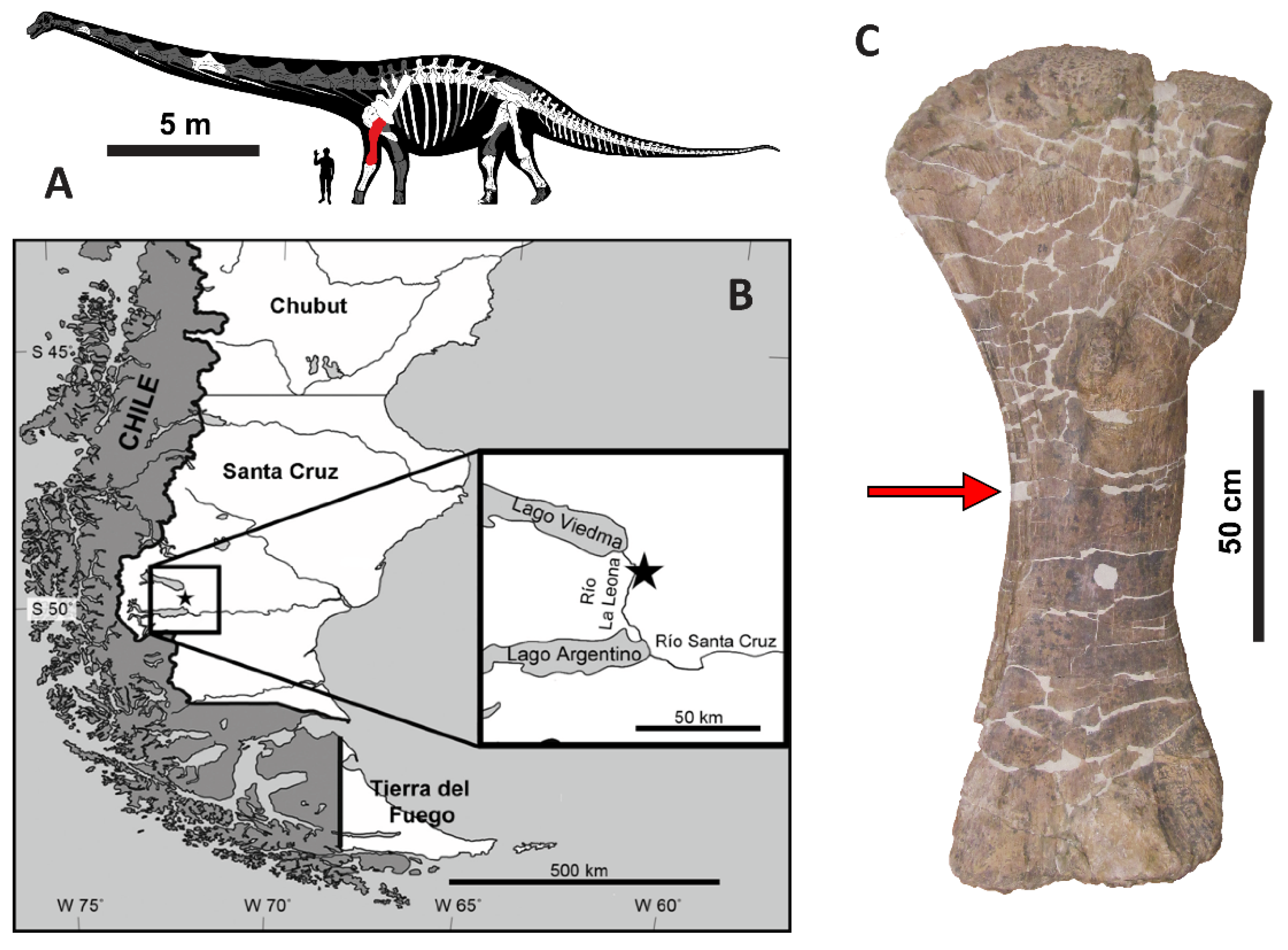 Maryland Today  Dino Divergence