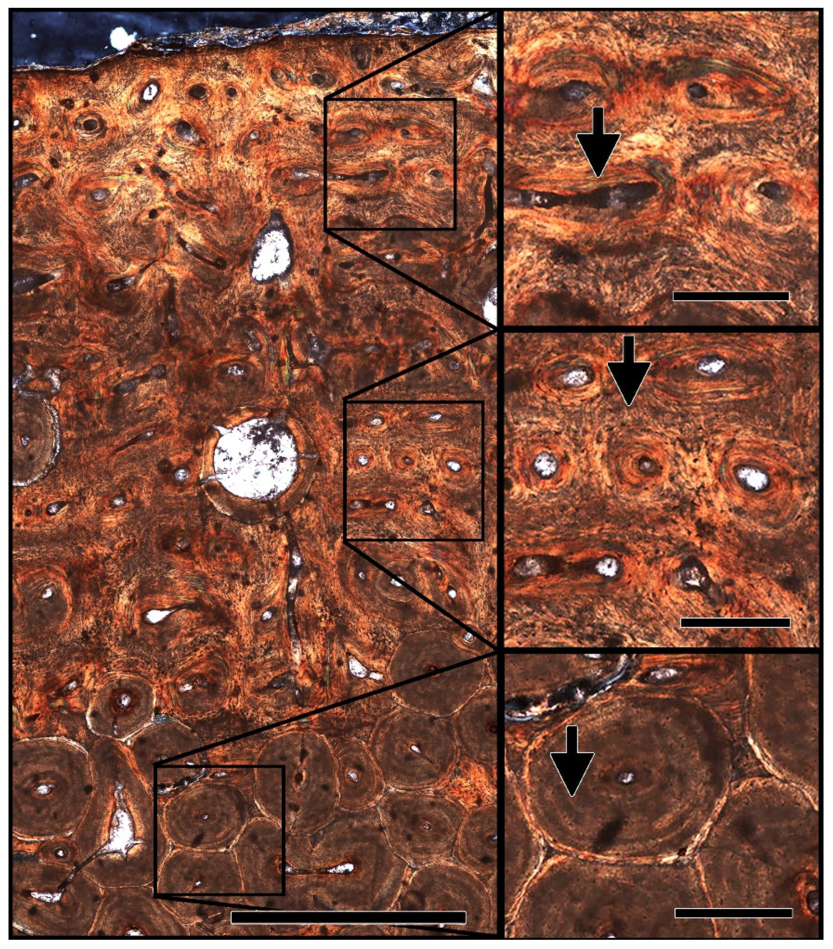 Biology 11 01158 g003
