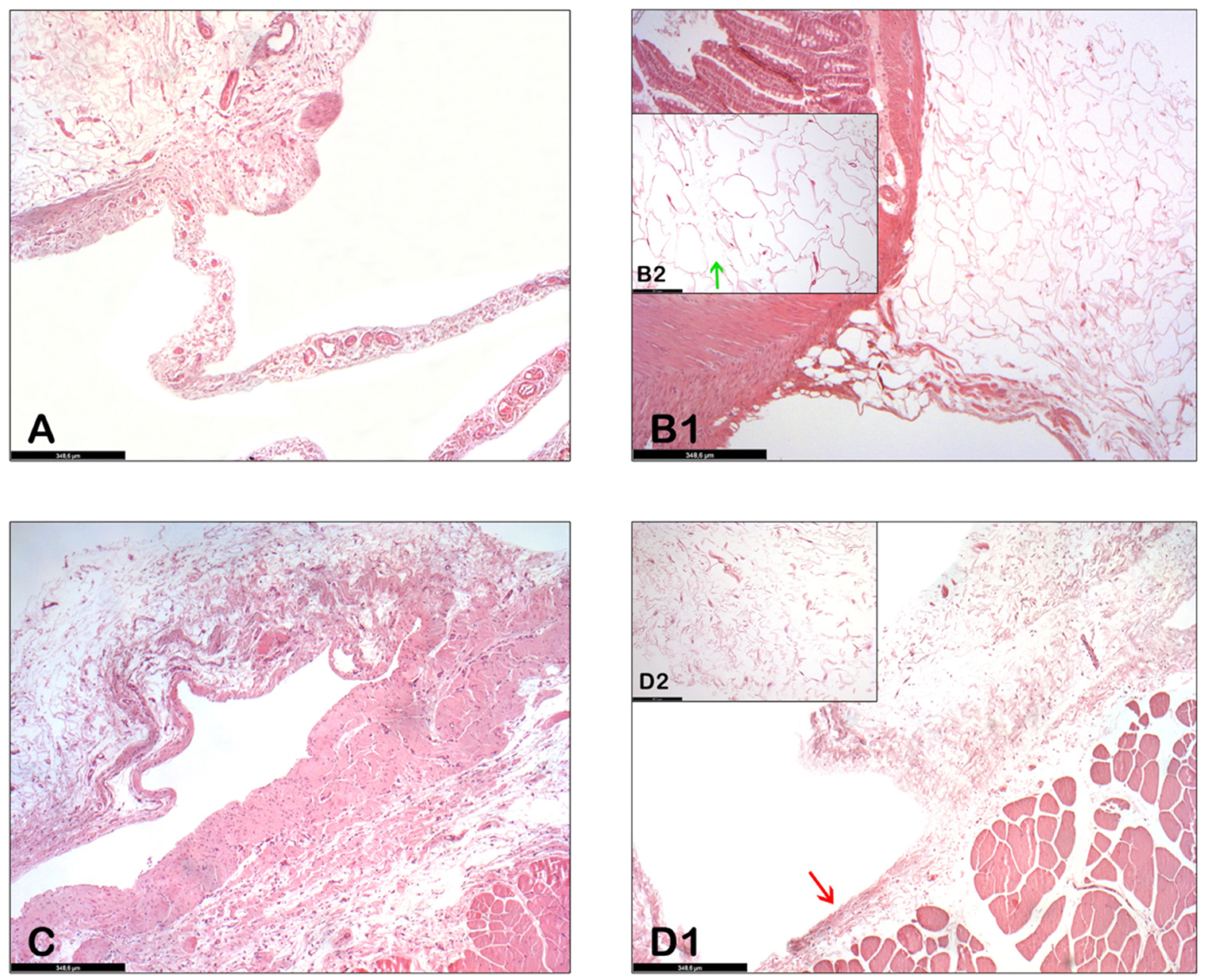 Biology 11 01159 g004 550