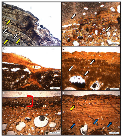 Soft Tissue and Biomolecular Preservation in Vertebrate Fossils 