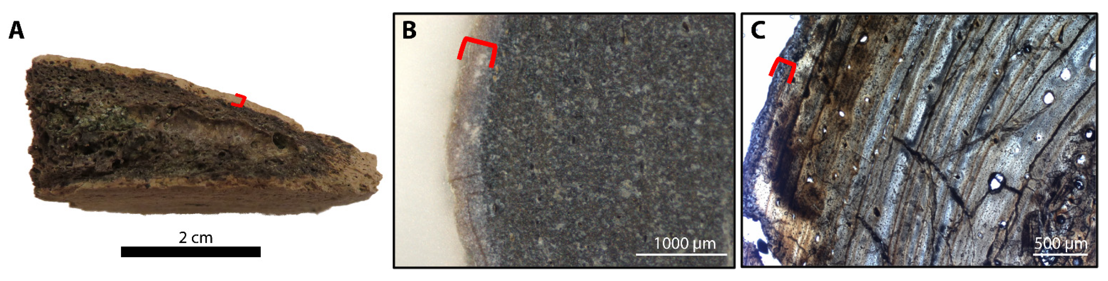 Biology 11 01161 g002