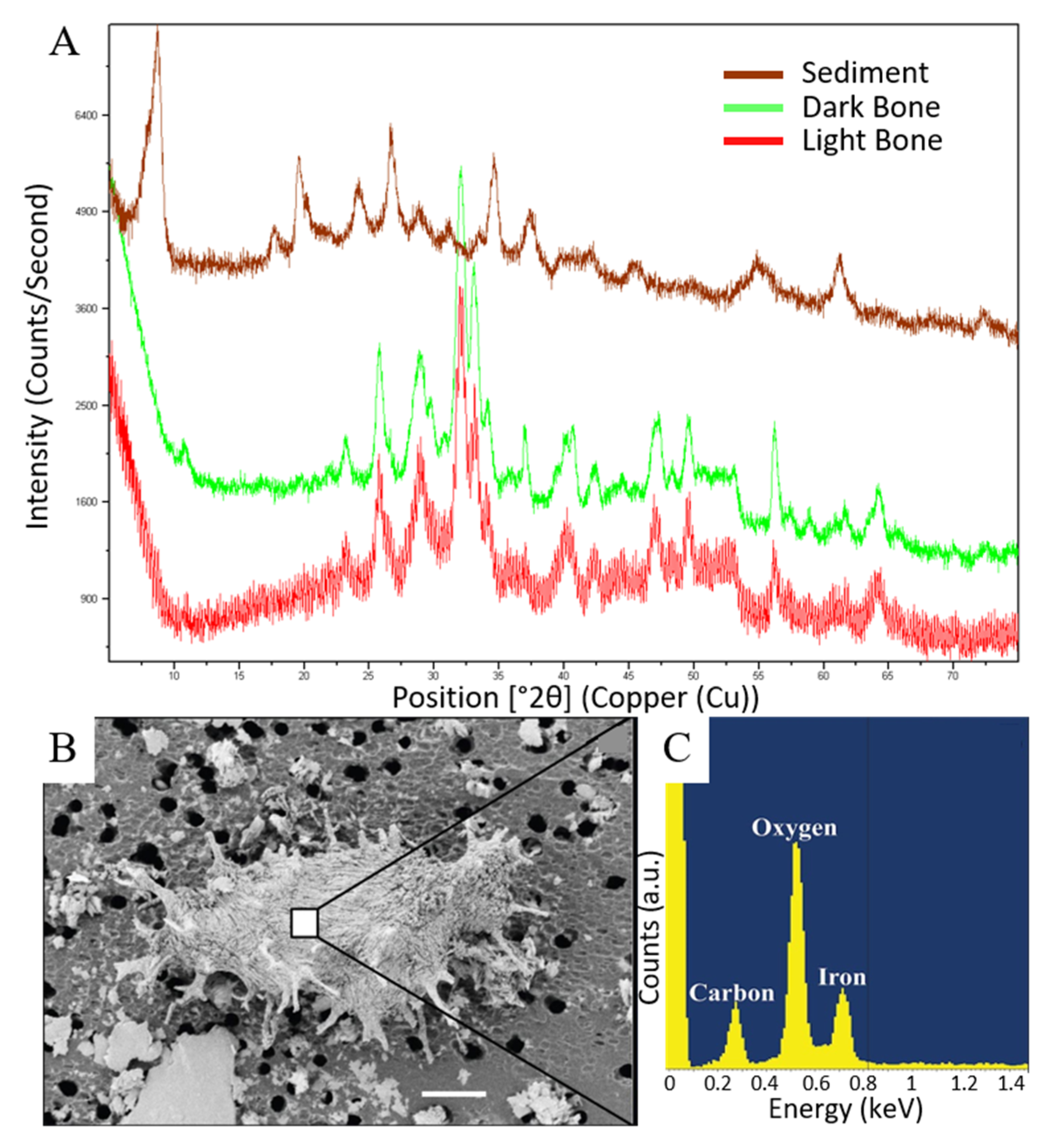 Biology 11 01161 g003