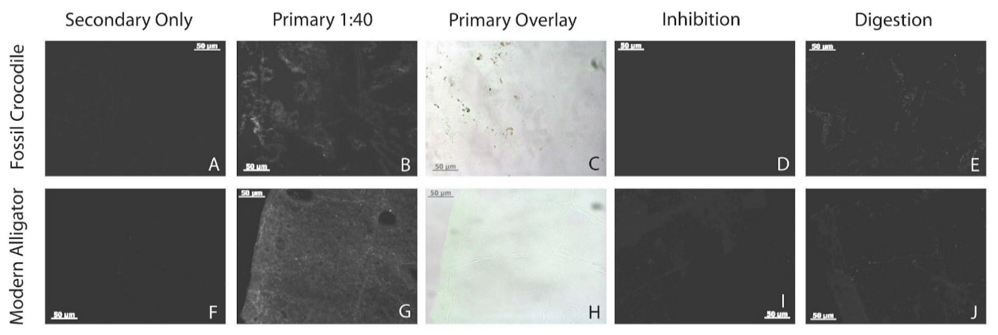 Biology 11 01161 g007