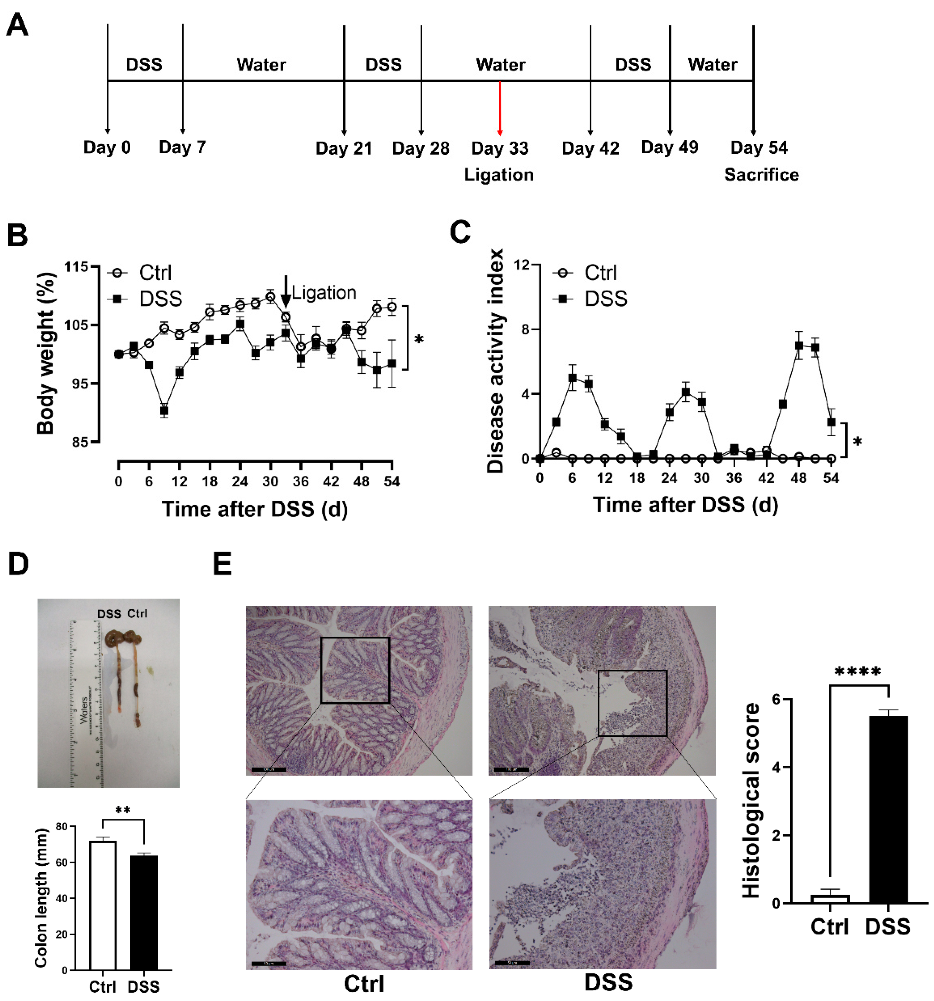 Biology Free Full-Text Recovery of Ischemic Limb and Femoral Artery Endothelial Function Are Preserved in Mice with Dextran Sodium Sulfate-Induced Chronic Colitis