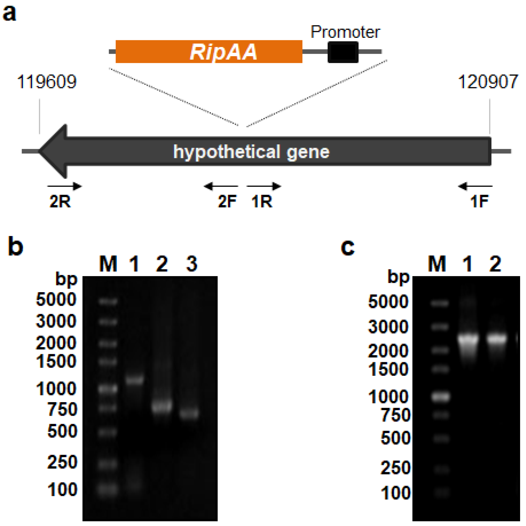 Biology 11 01170 g001 Biology 11 01170 g001