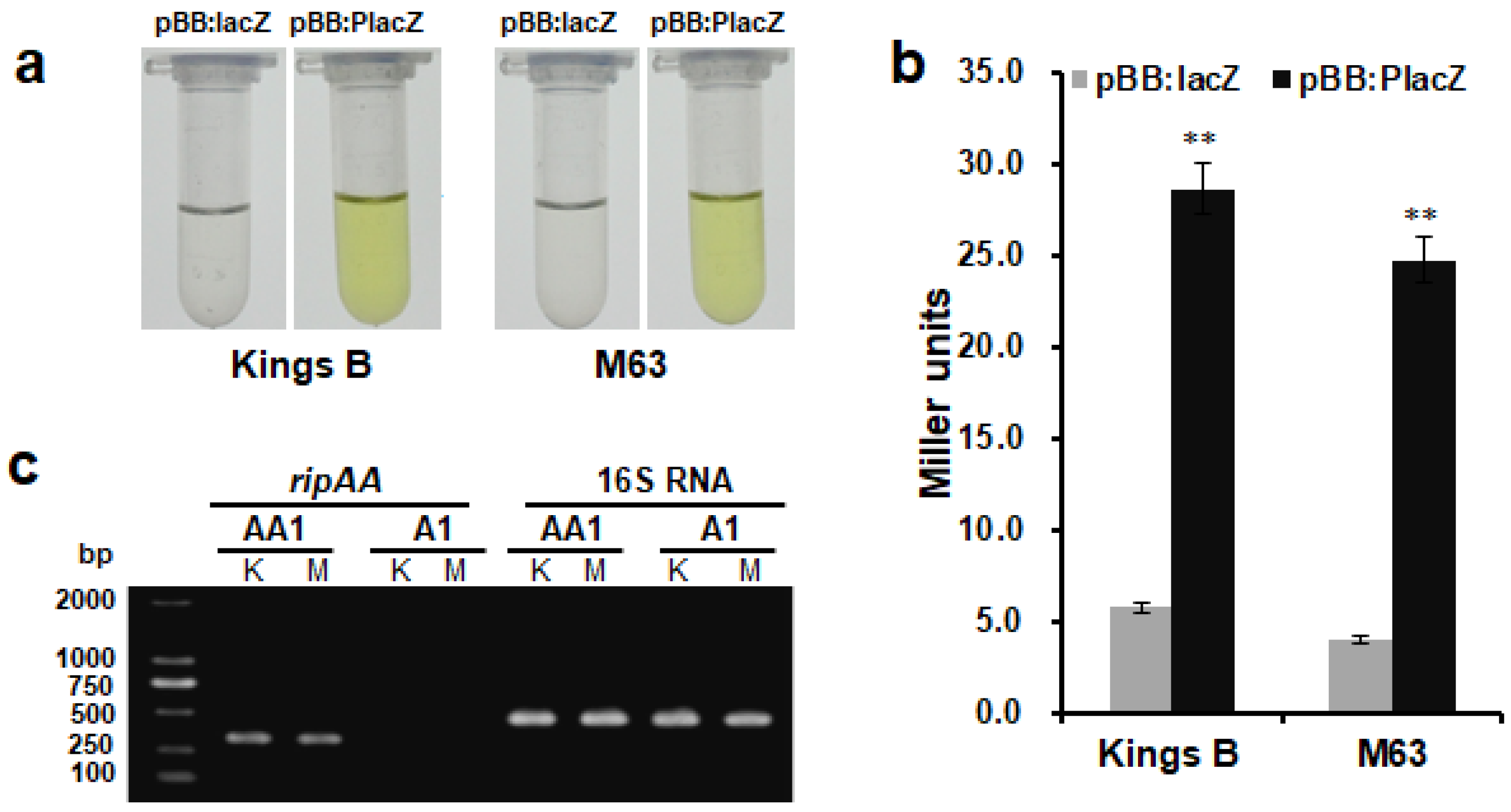 Biology 11 01170 g002 Biology 11 01170 g002