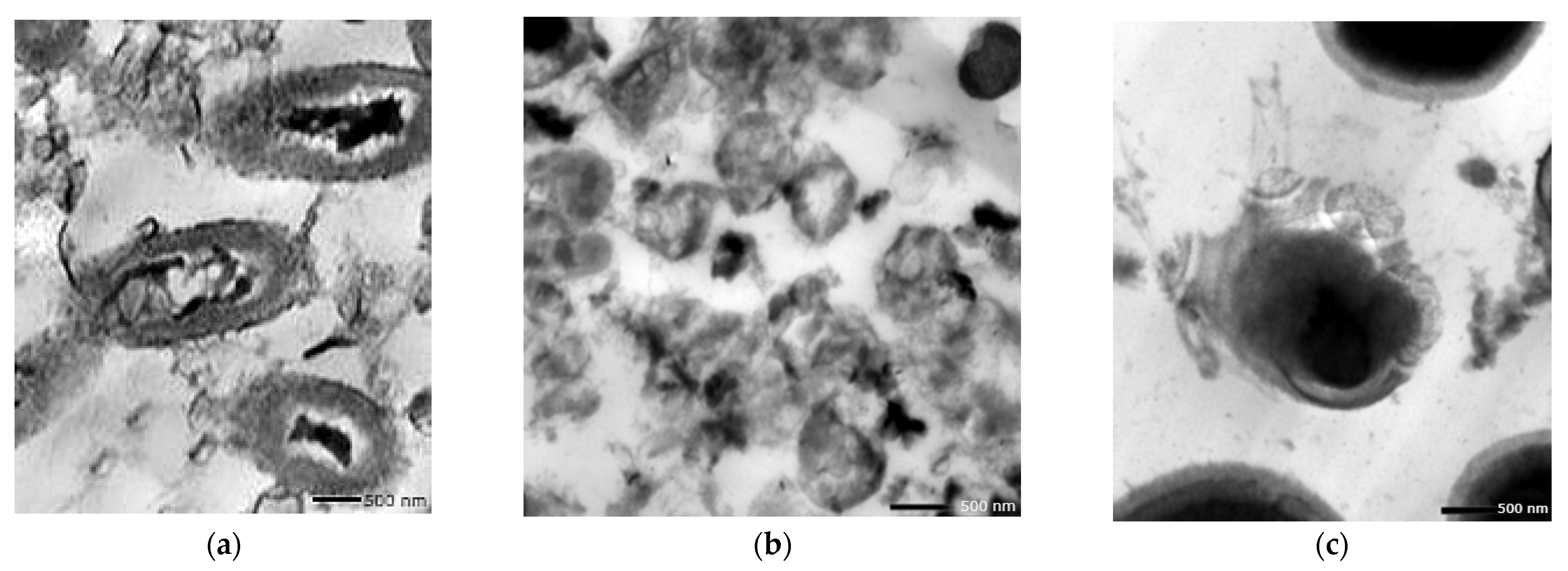 Biology 11 01171 g010 550