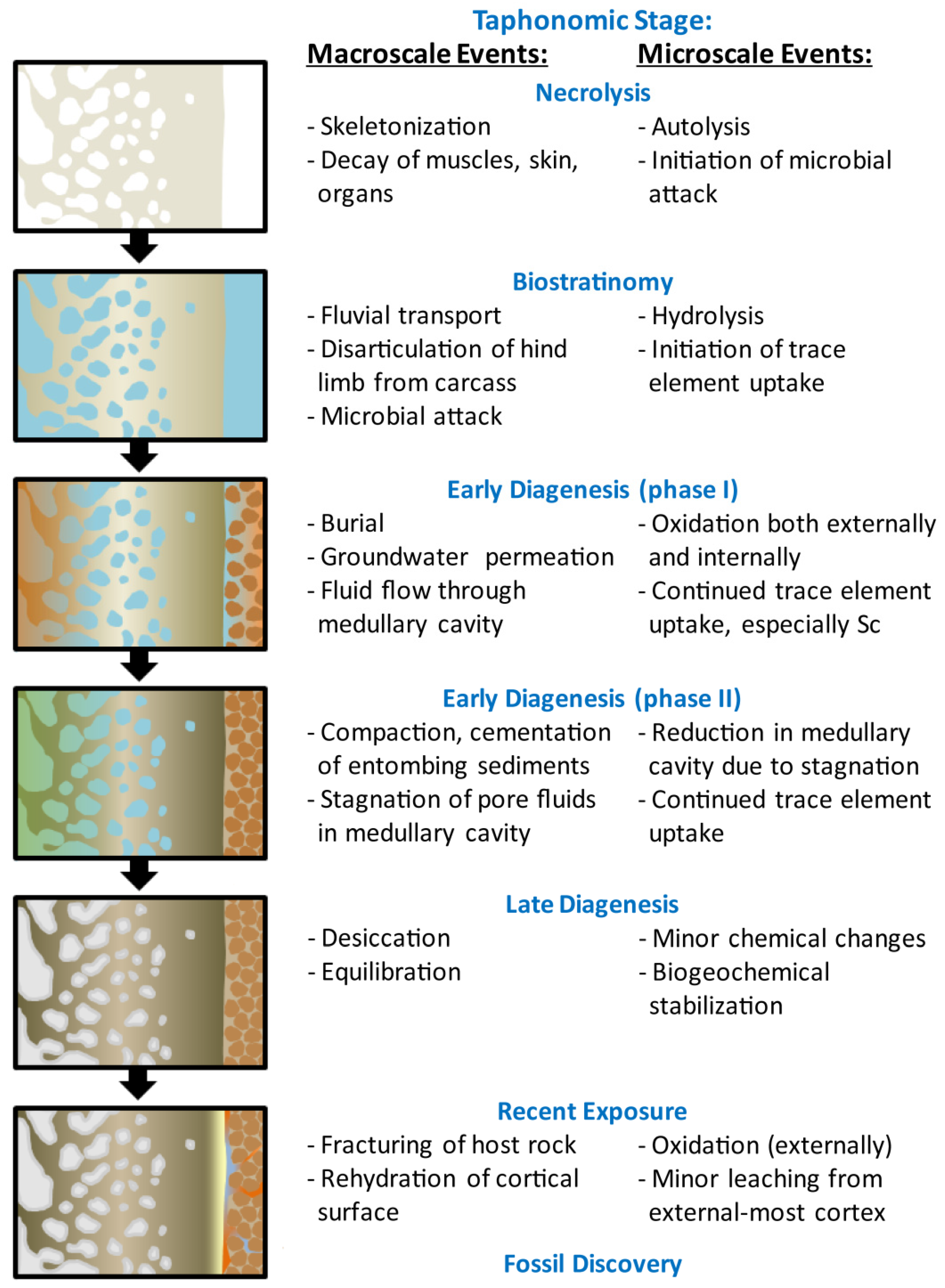 Biology 11 01177 g007