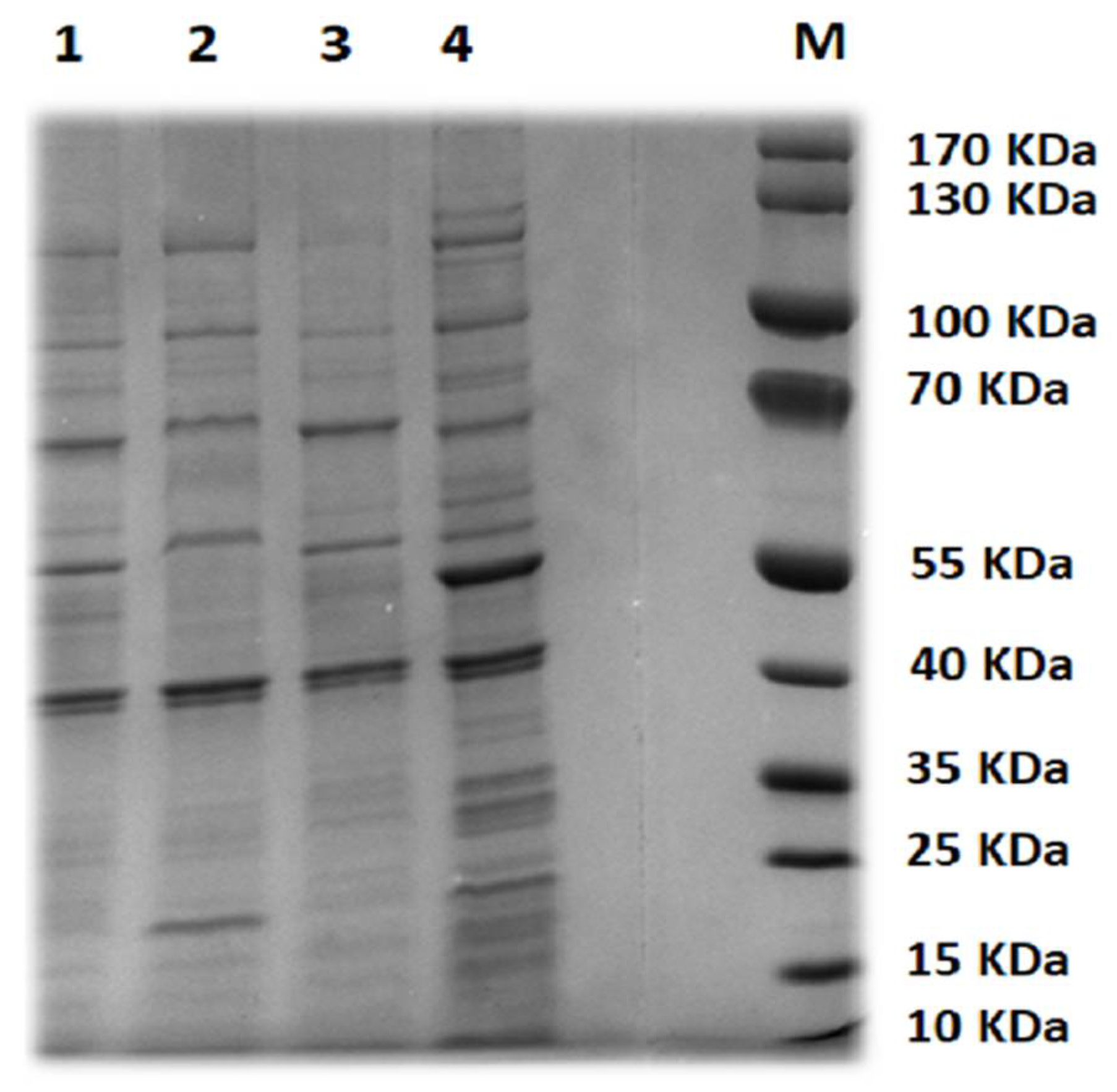 Biology 11 01180 g002