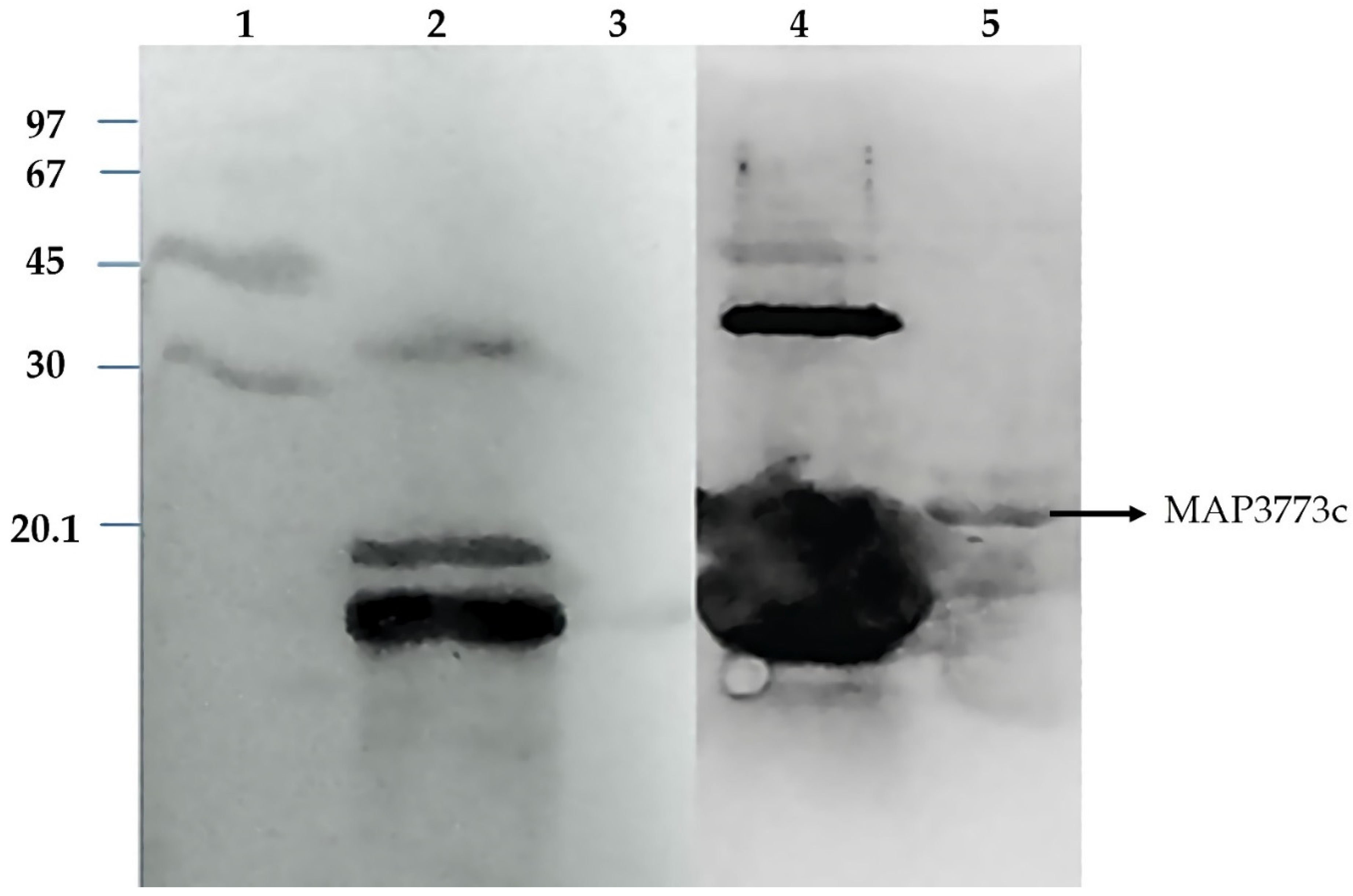Biology 11 01183 g008 Biology 11 01183 g008