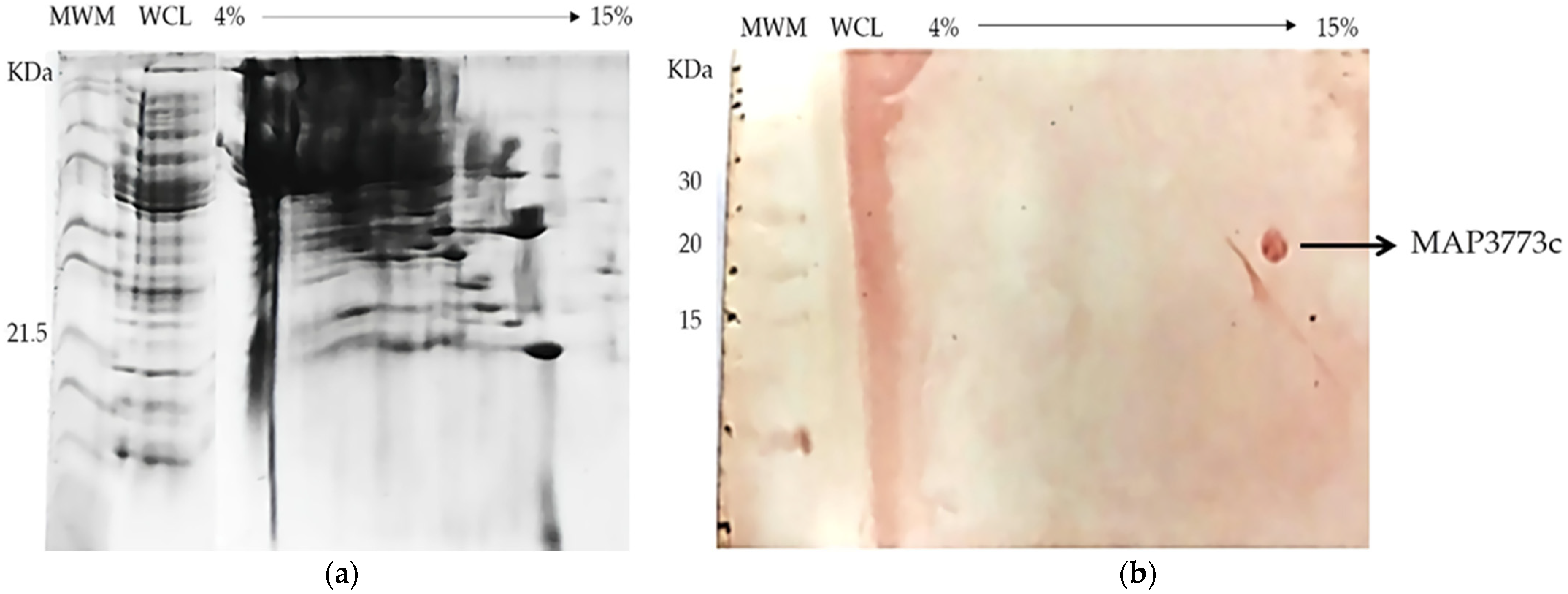 Biology 11 01183 g010 Biology 11 01183 g010