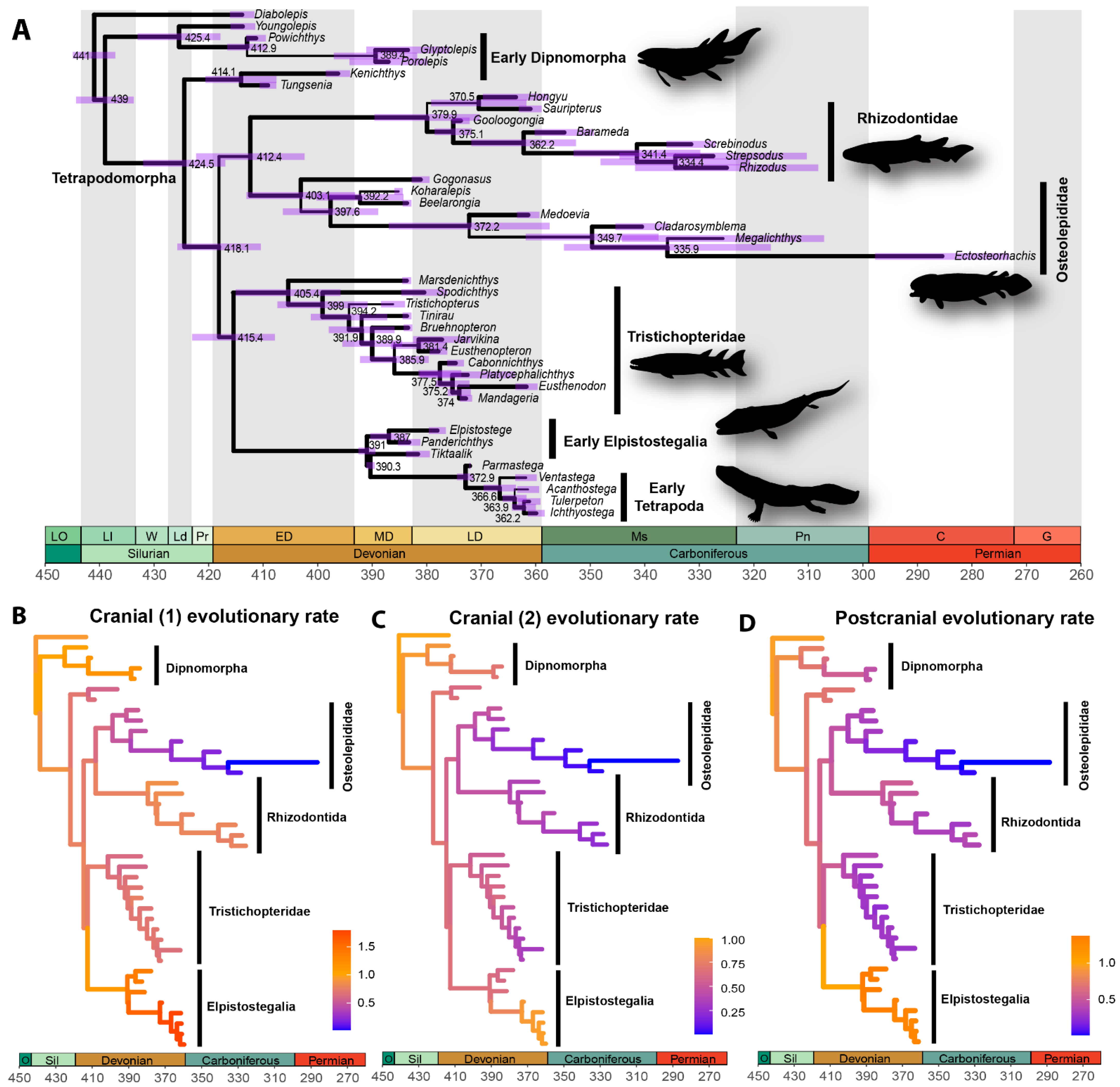 The global biogeography of tree leaf form and habit