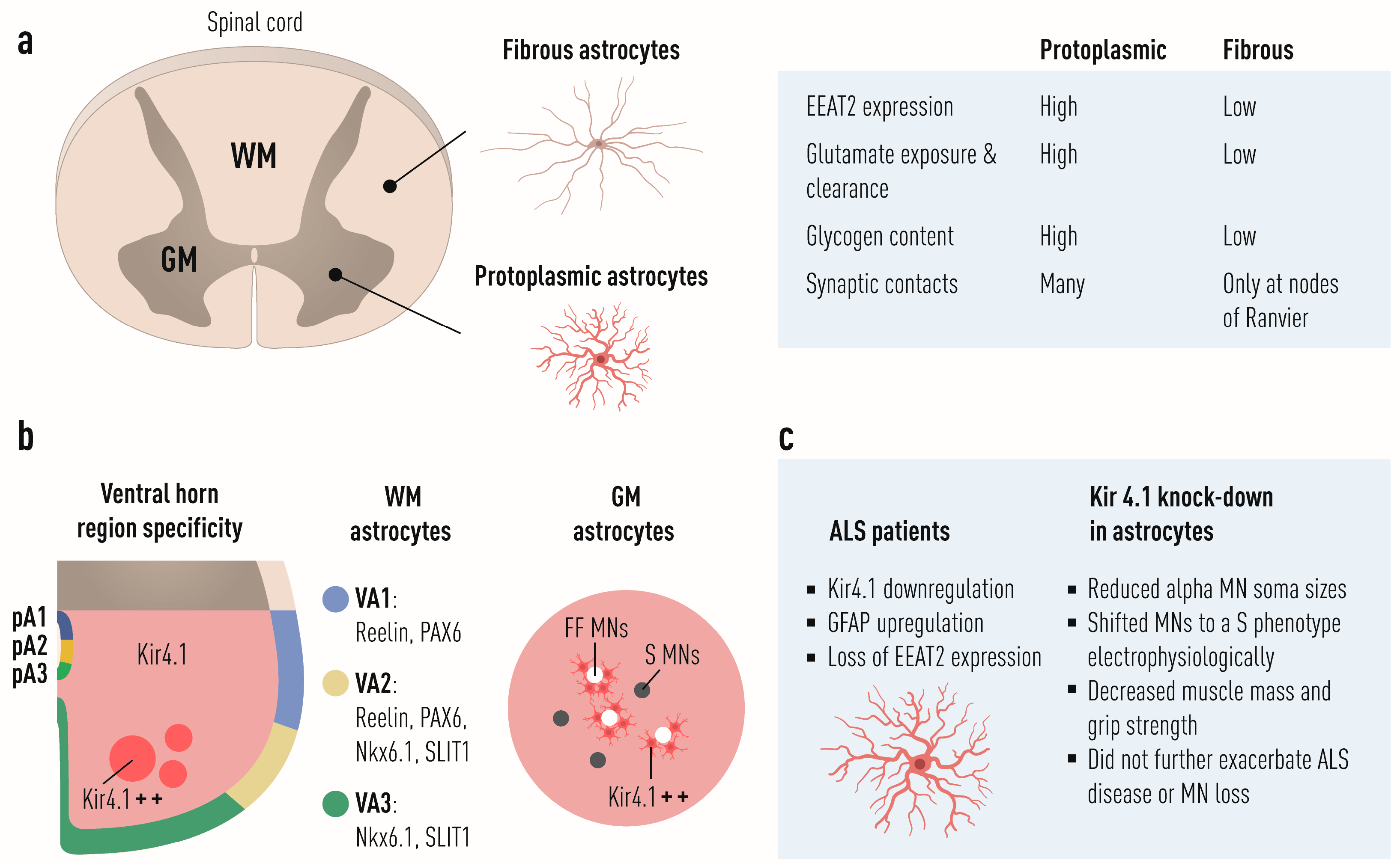 Biology 11 01191 g005 Biology 11 01191 g005