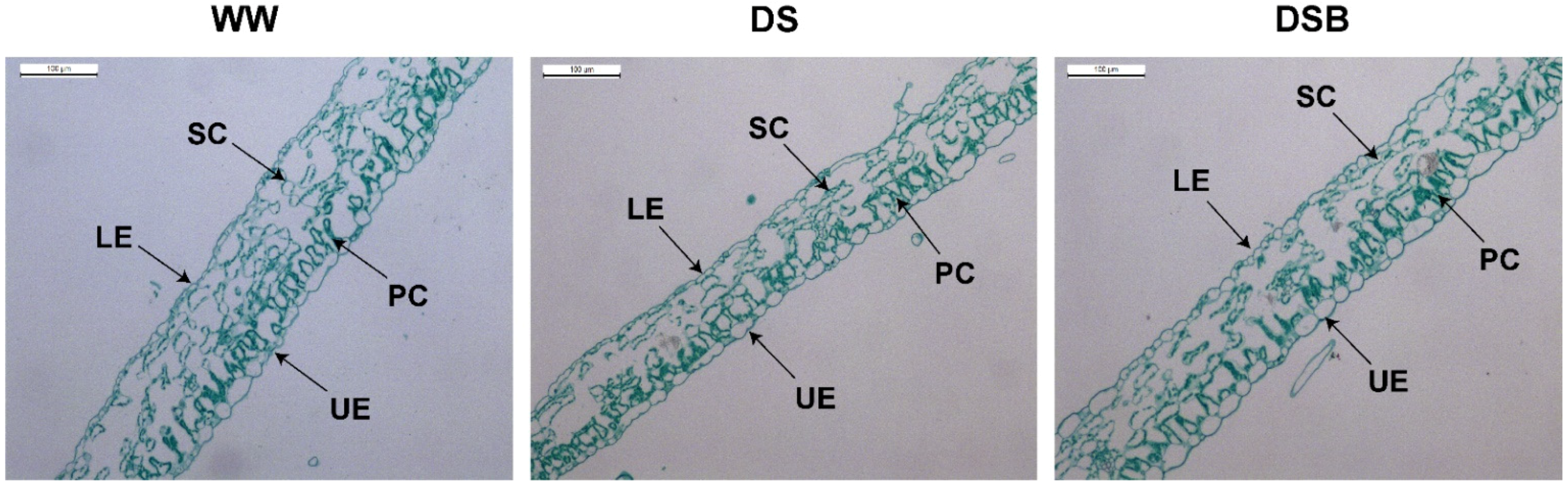 Biology 11 01192 g001