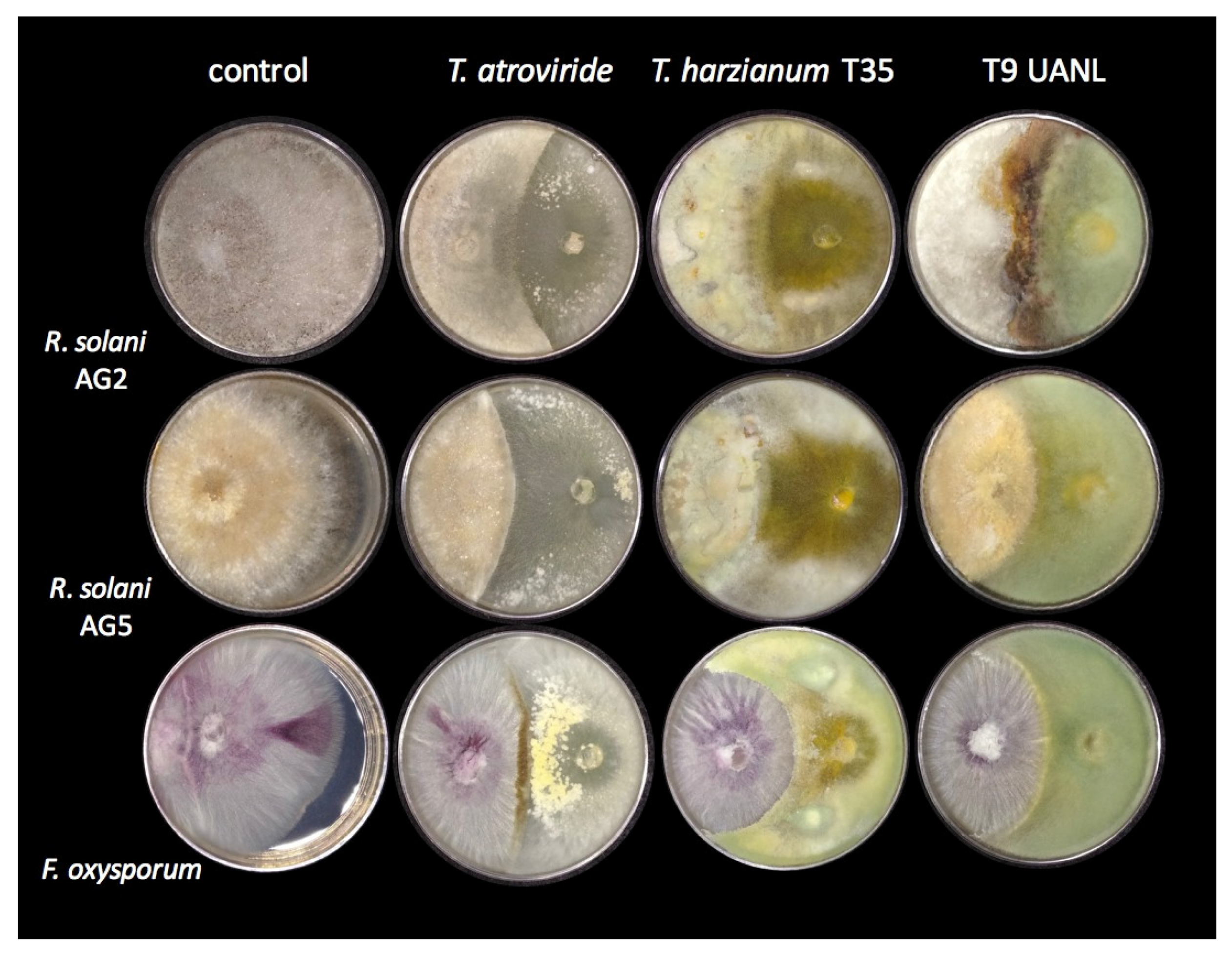 Biology 11 01206 g004 550