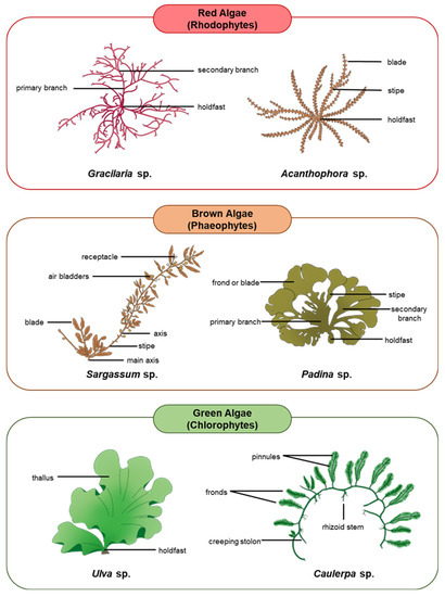Biology | Free Full-Text | Marine Autotroph-Herbivore Synergies ...