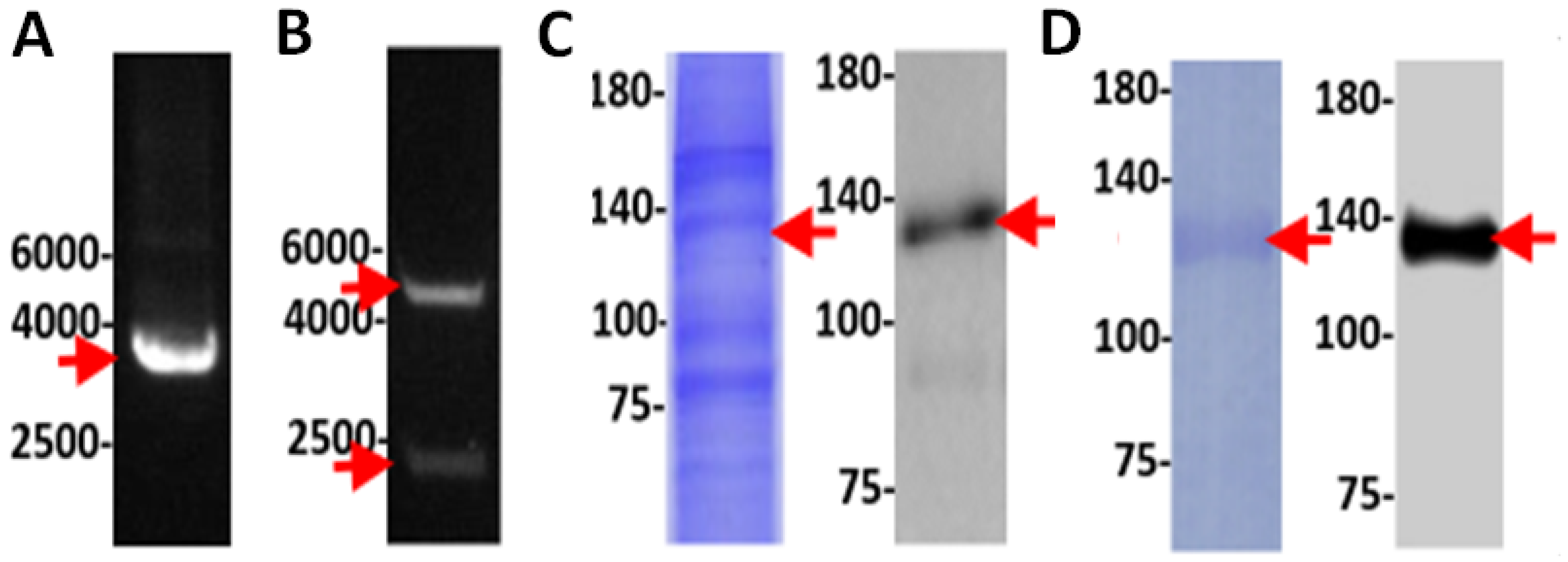 Biology 11 01210 g007