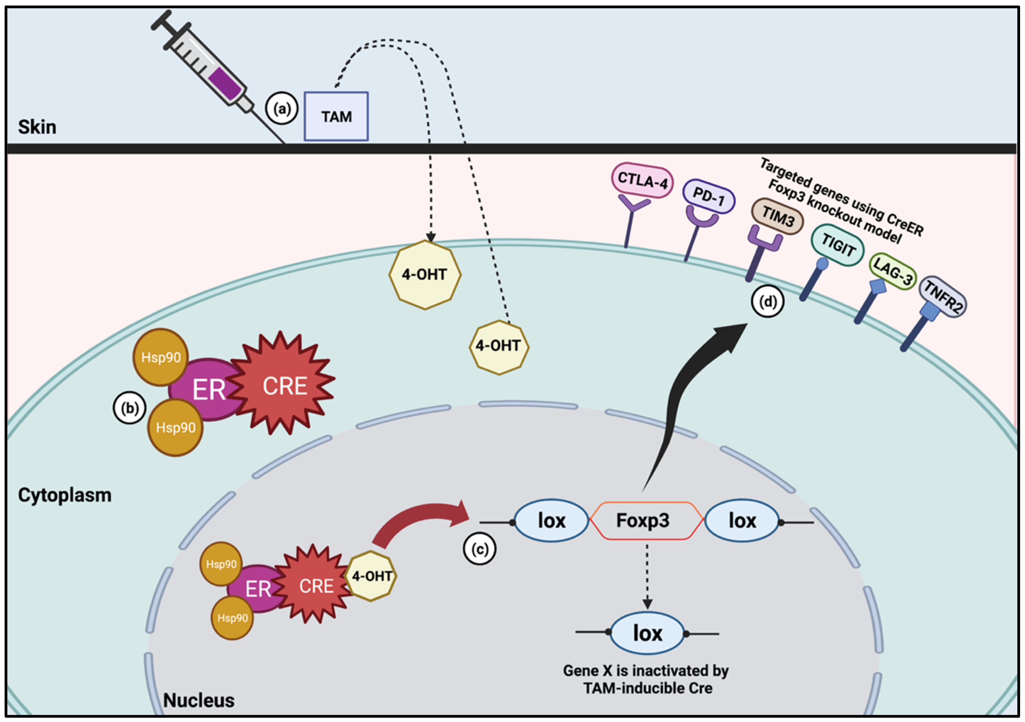 Biology 11 01225 g001